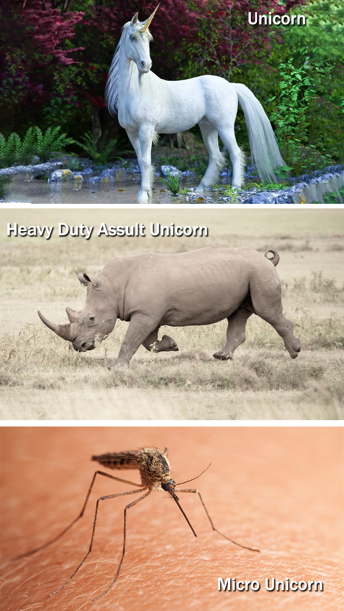 The Fascinating Evolution of Unicorns Through the Ages