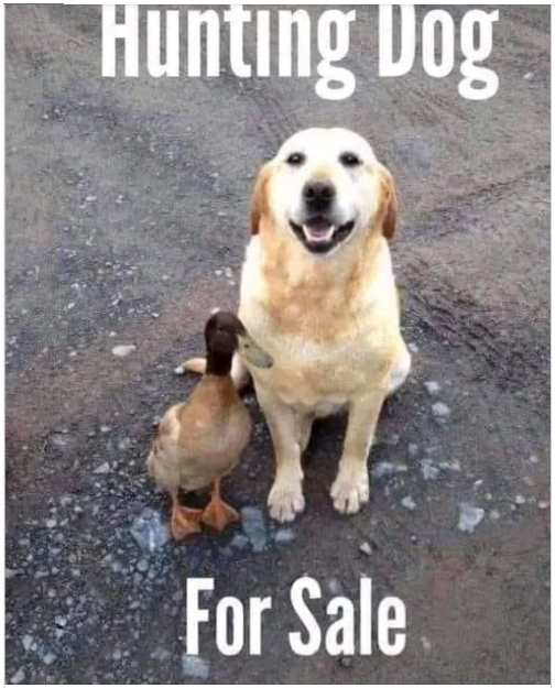 Mom's Memes: A Little Collection of Laughter