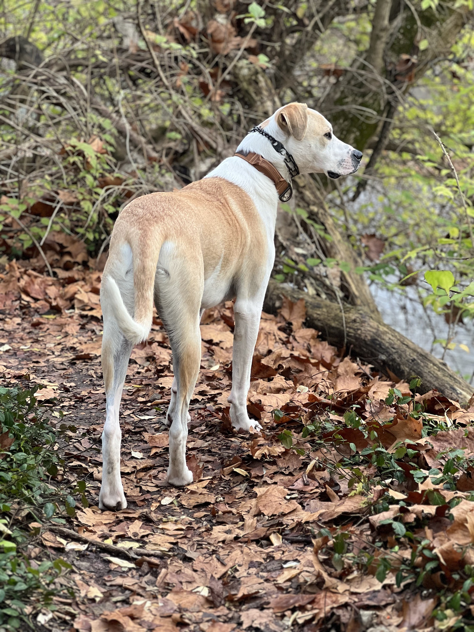 Our Gentle Giant: The Big Dog