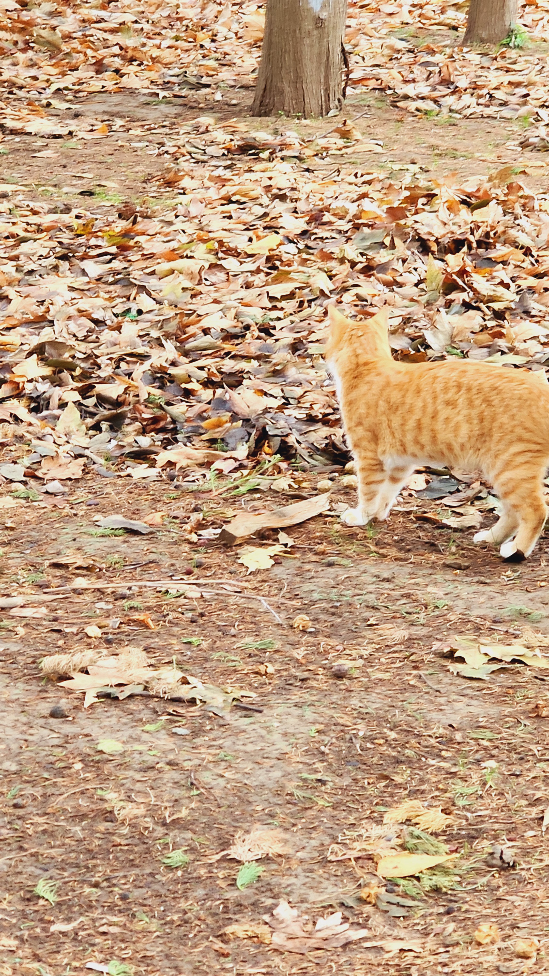 Adorable Kitty Playing Near the Blue Mosque in Istanbul