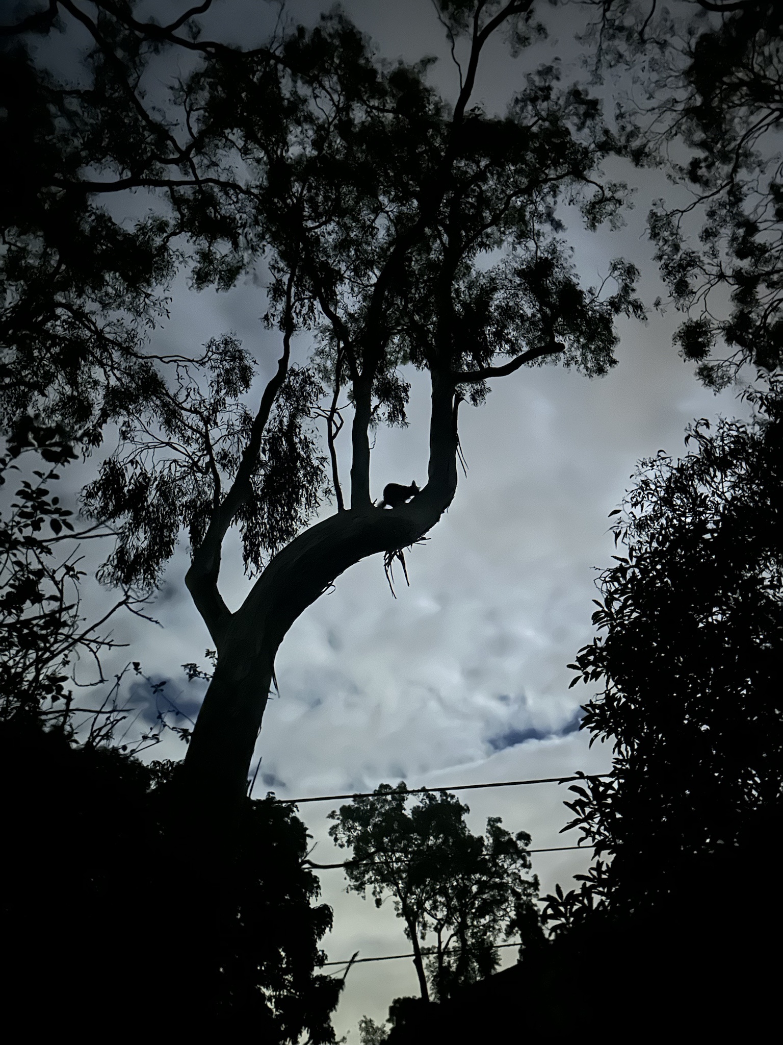 The Mysterious Silhouette of a Possum