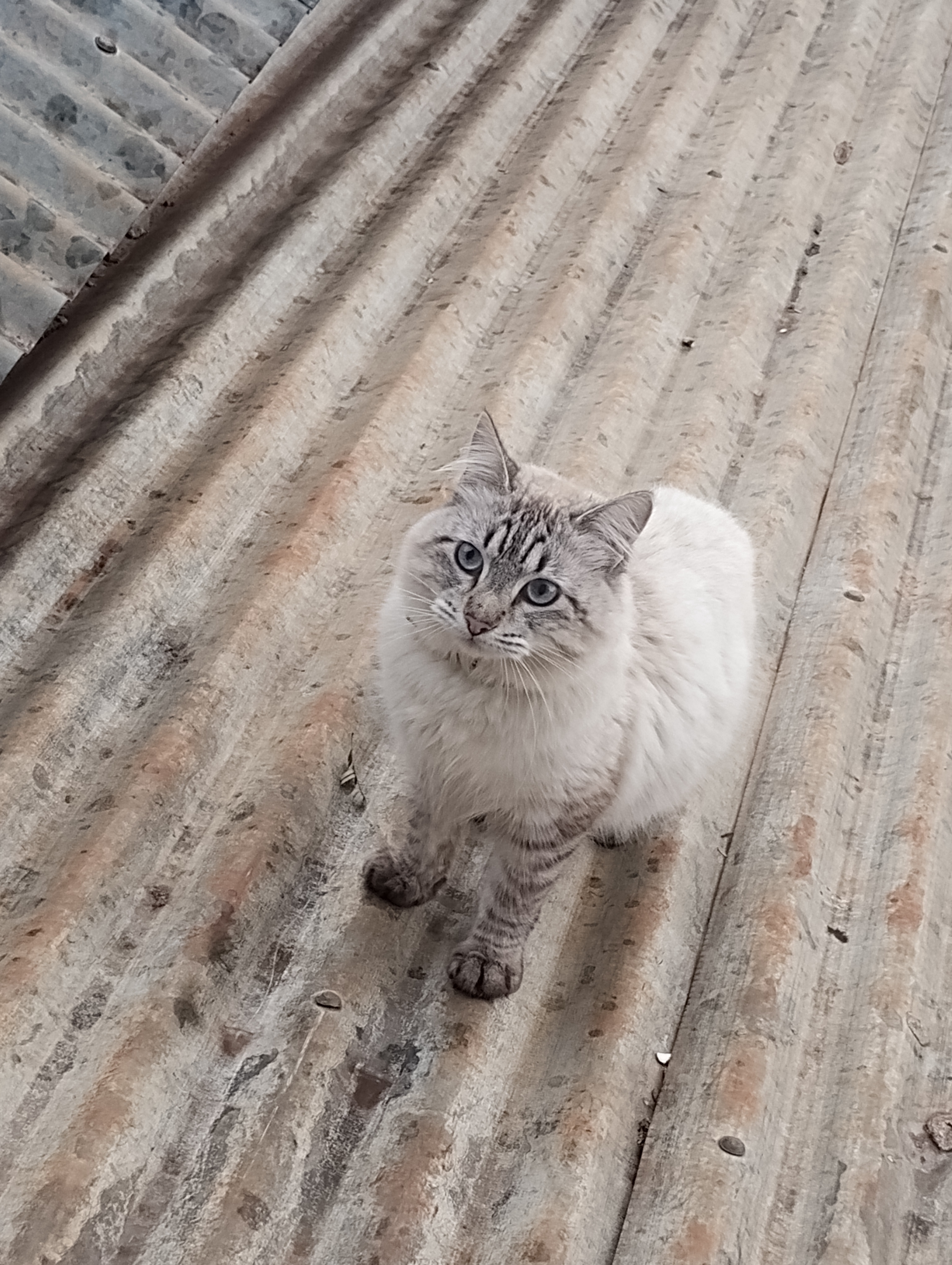 This cat is my neighbor and my buddy. He always comes over to play with my cucky. It's hilarious!