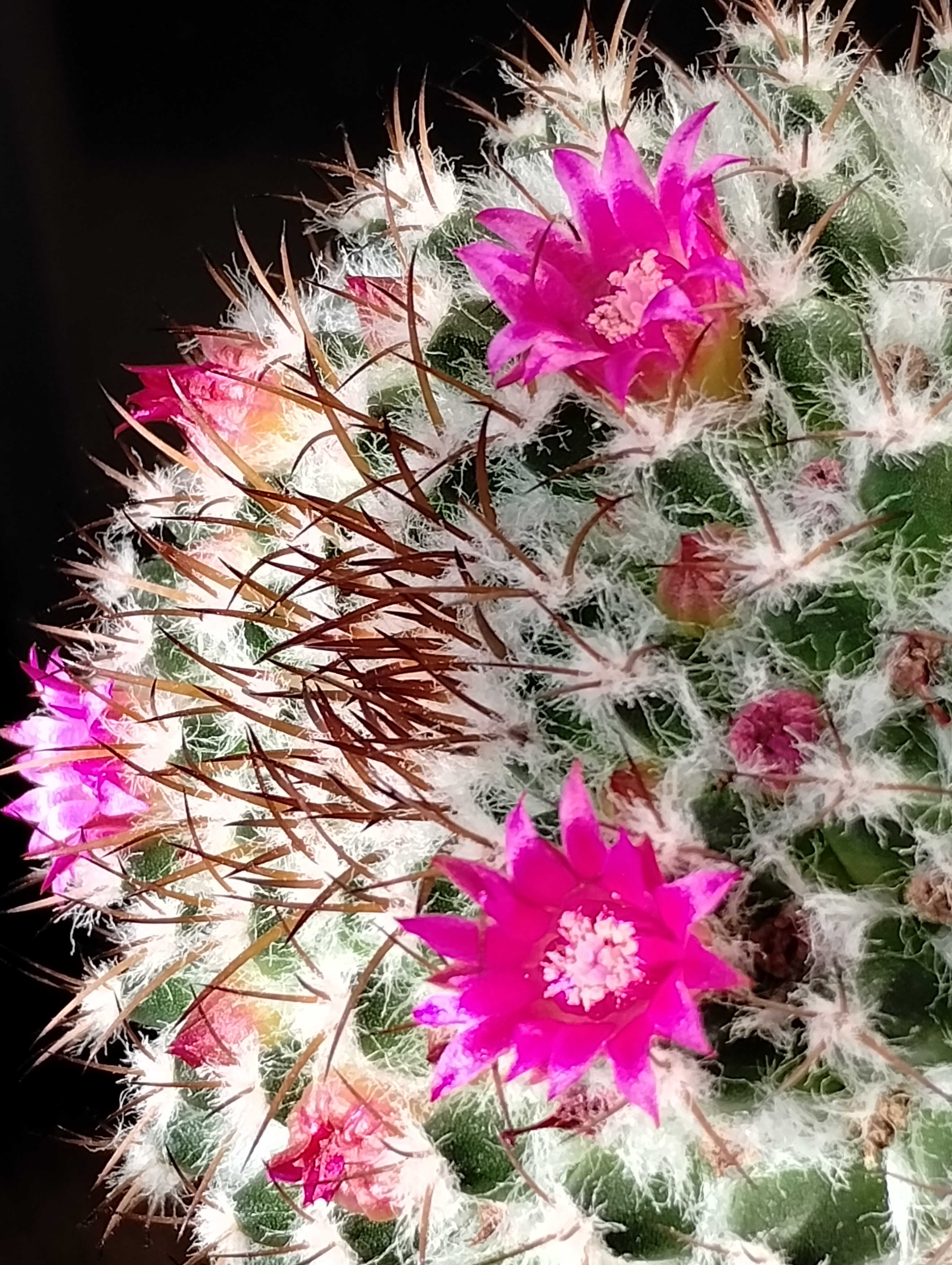 More Beautiful Flowers
