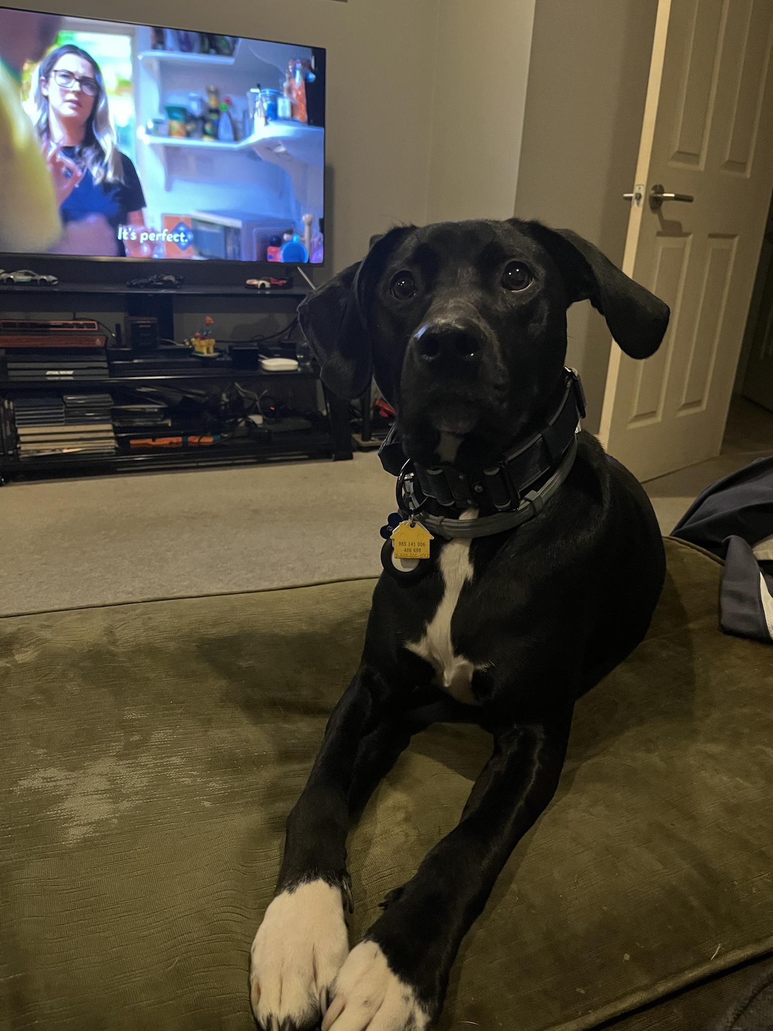 When Your Pet Isn't a Fan of Daylight Saving Time