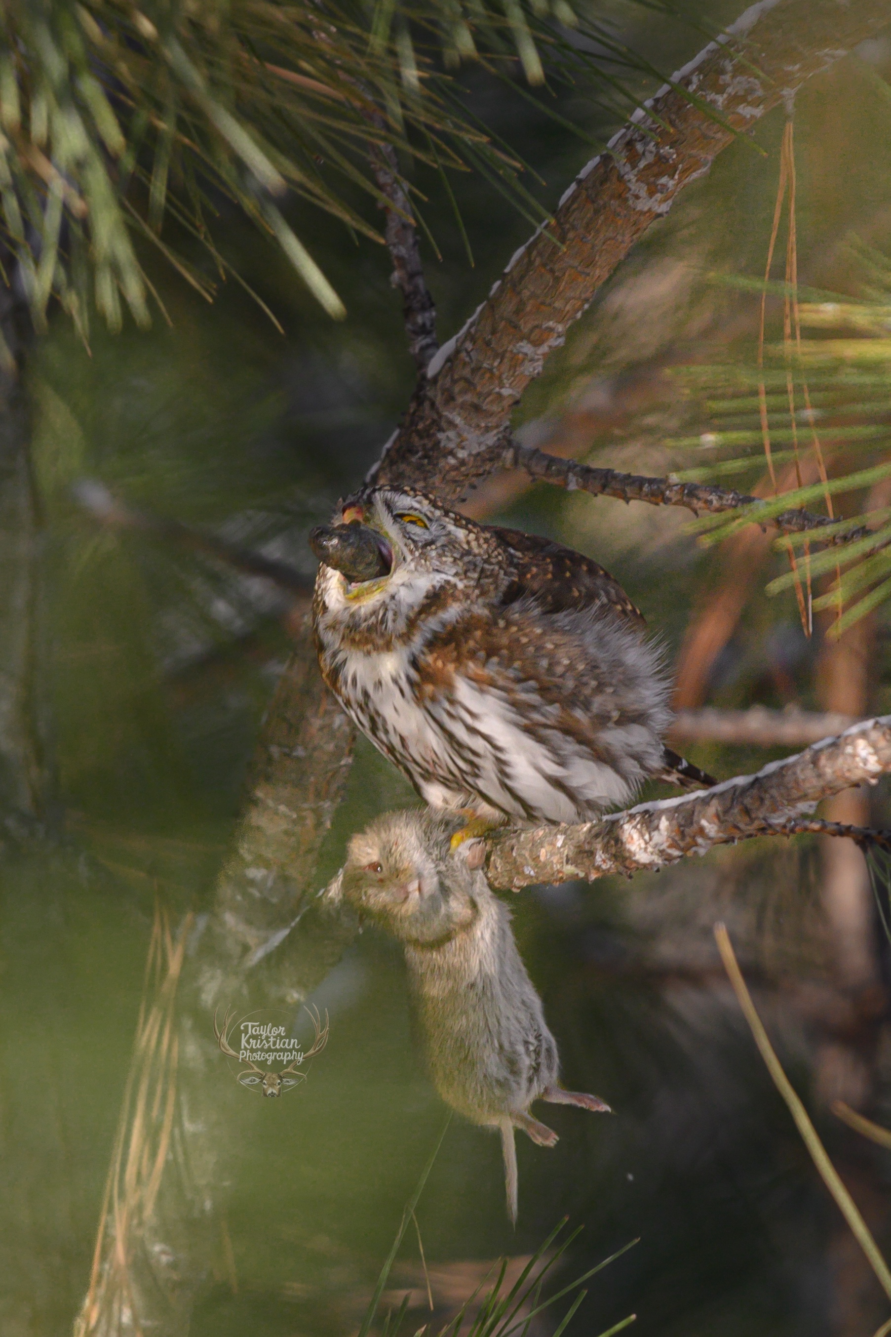 Witnessing a Northern Pygmy Owl's Unique Moment