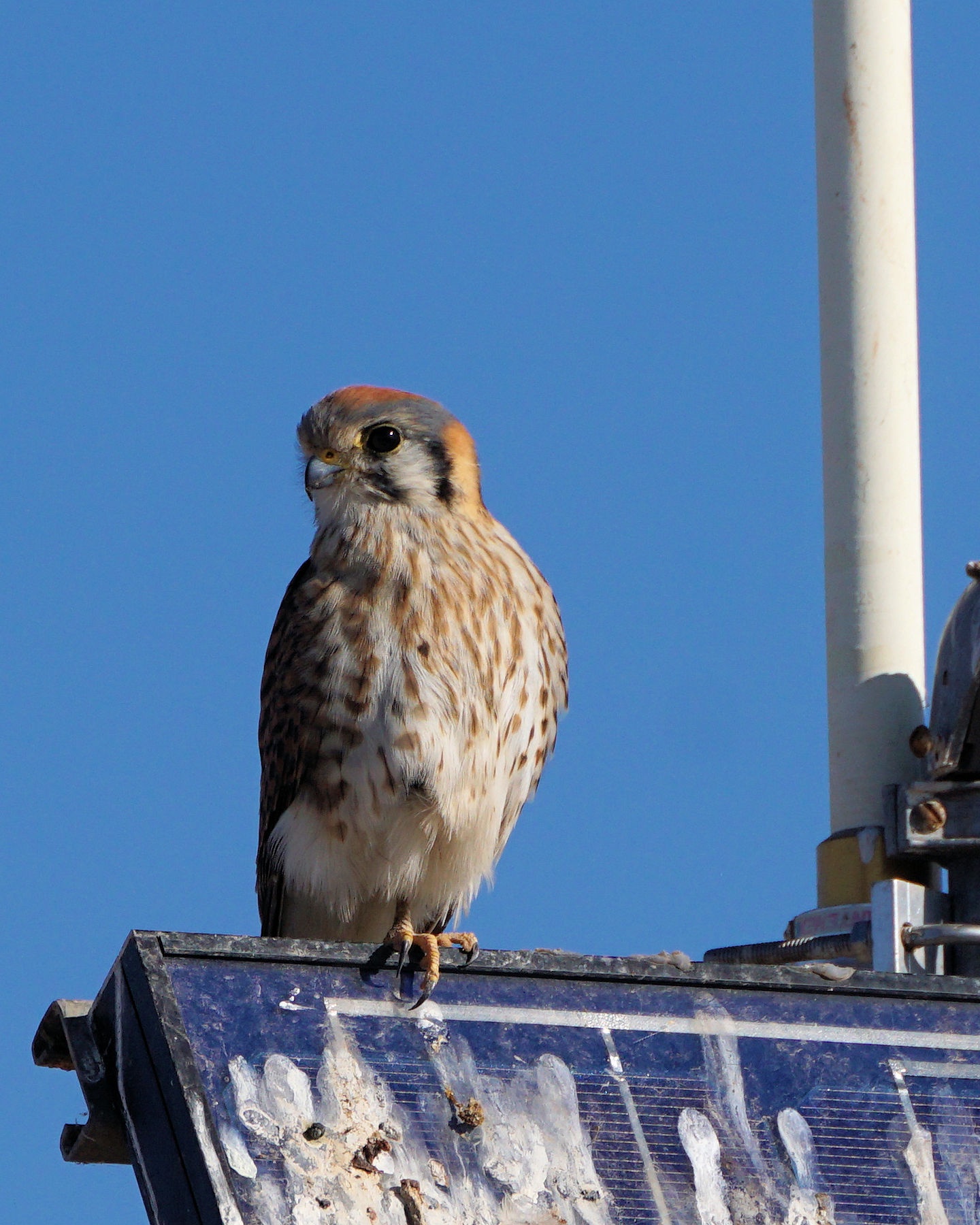 Kestrel Spotted at Glendale Recharge Ponds