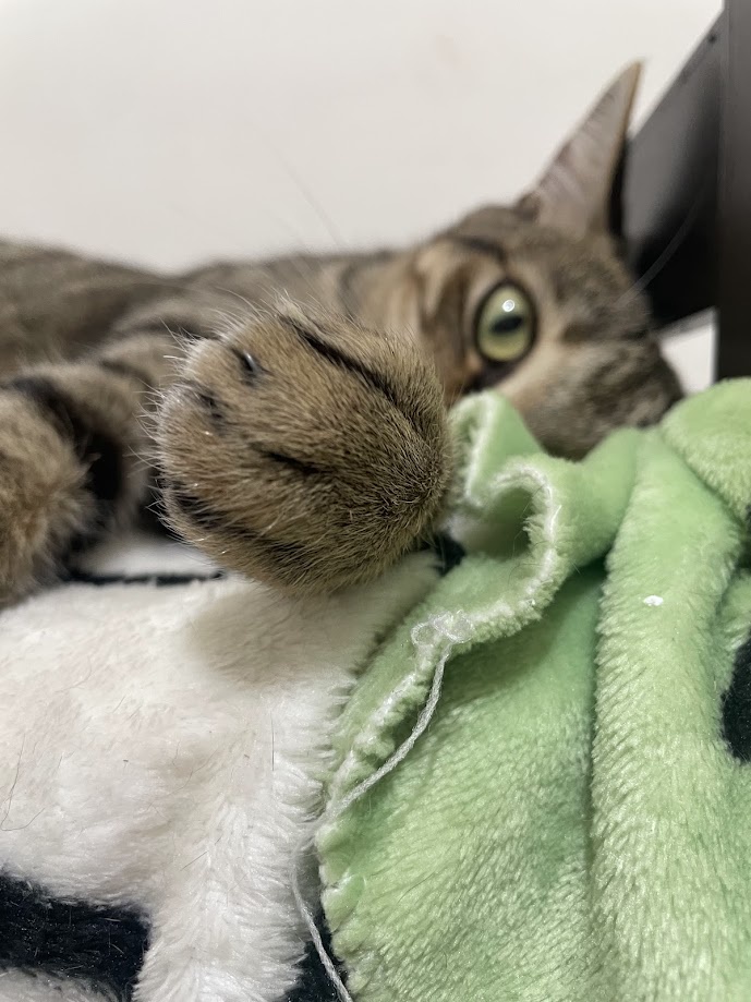 The Adventures of a Cat: Everyday Feline Fun