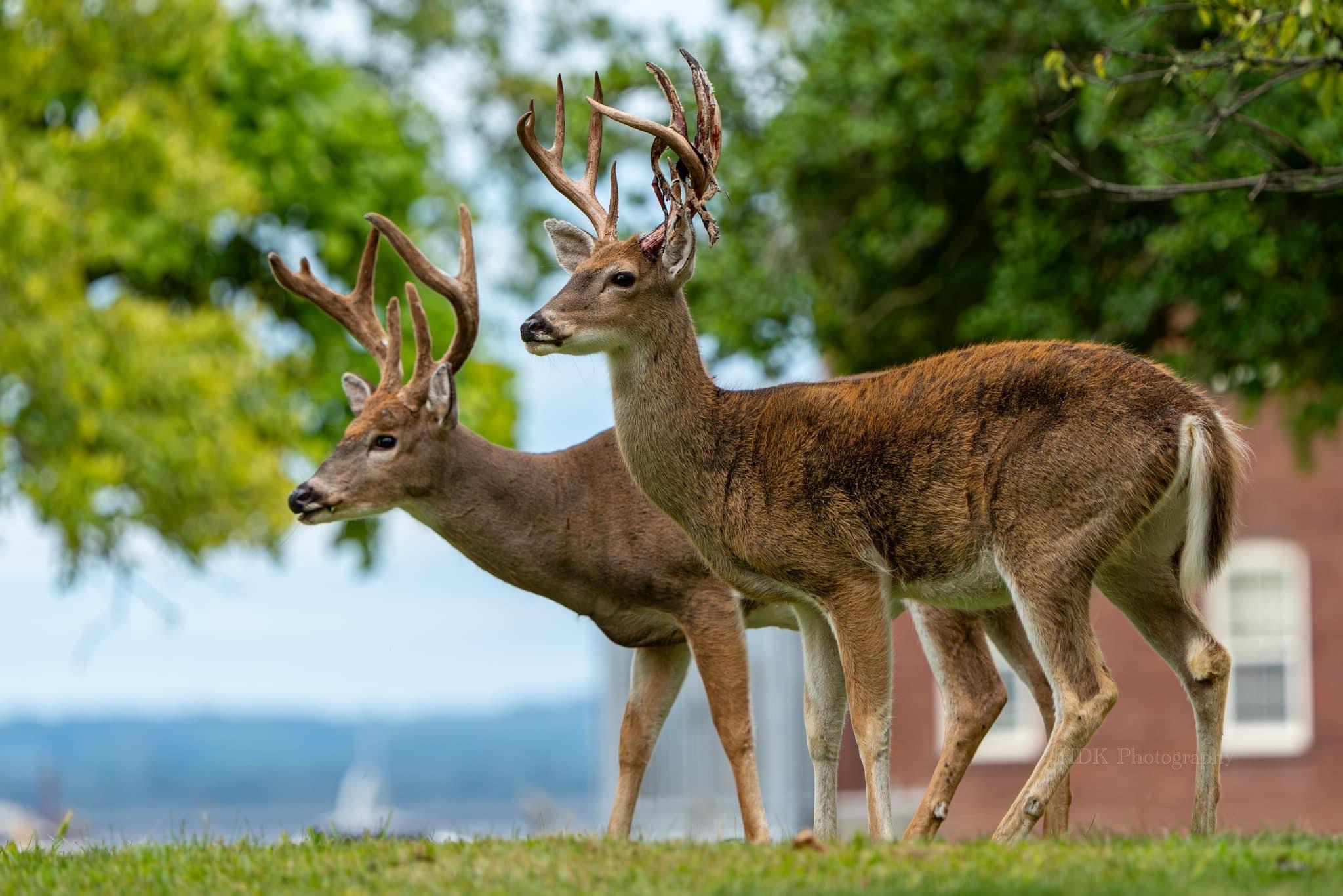 Money Matters: Bucks Galore