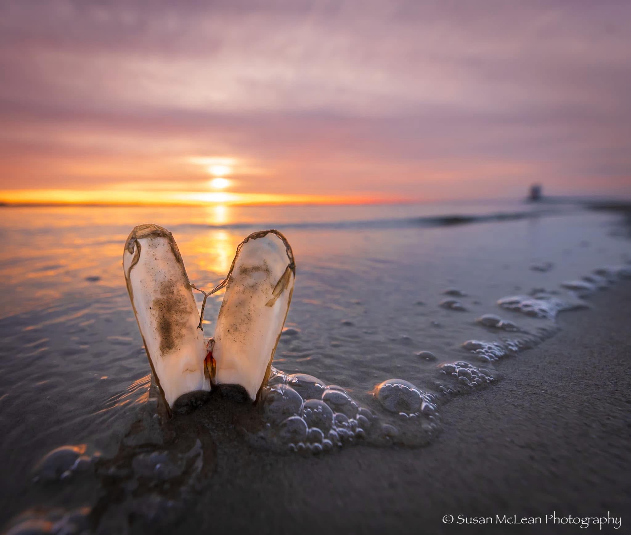 The enchanting angel wings of the ocean.