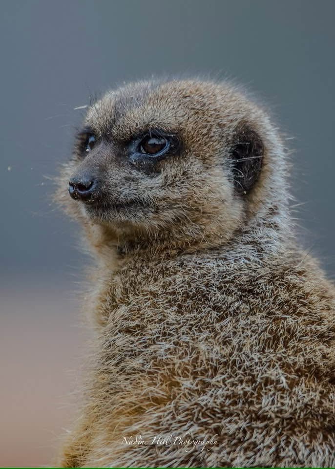 The Adorable Meerkat Stealing Hearts