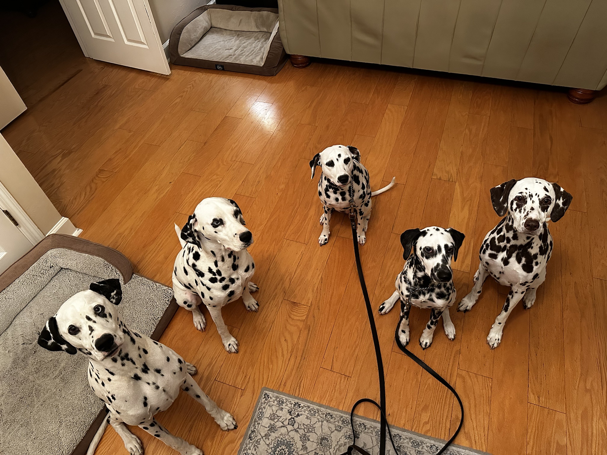Our Mission: Rescuing Dalmatians in Need, One Chance at a Time