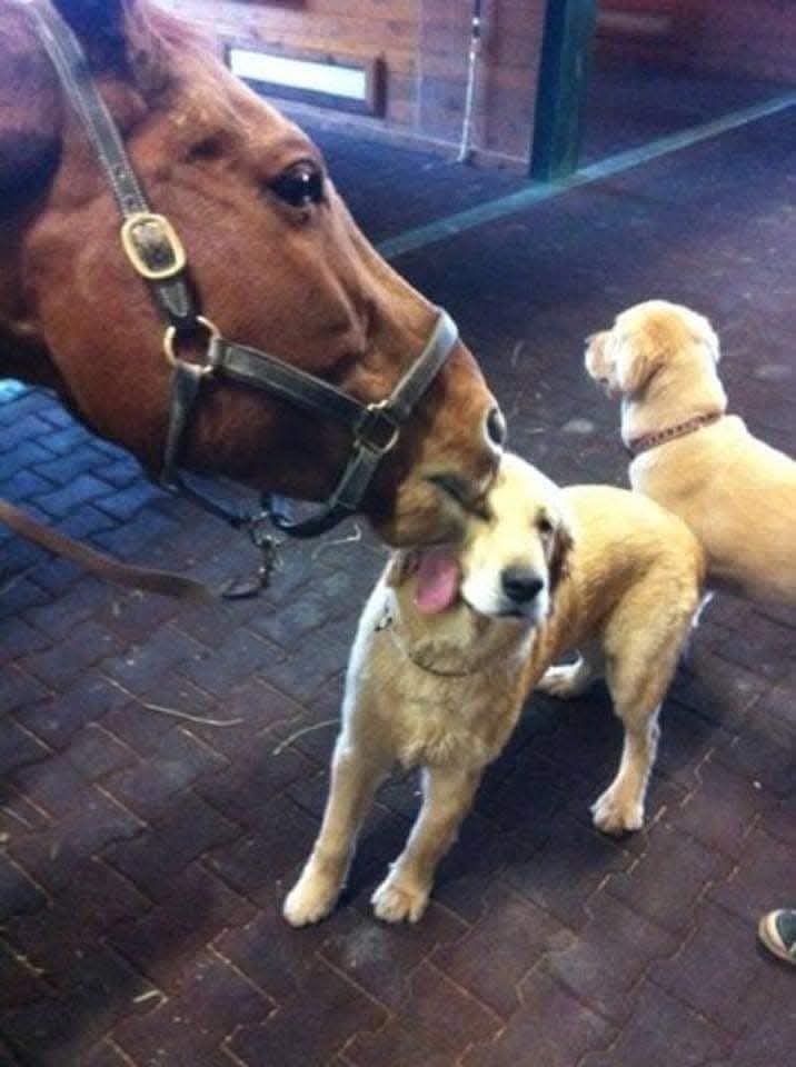 The Unexpected Lick
