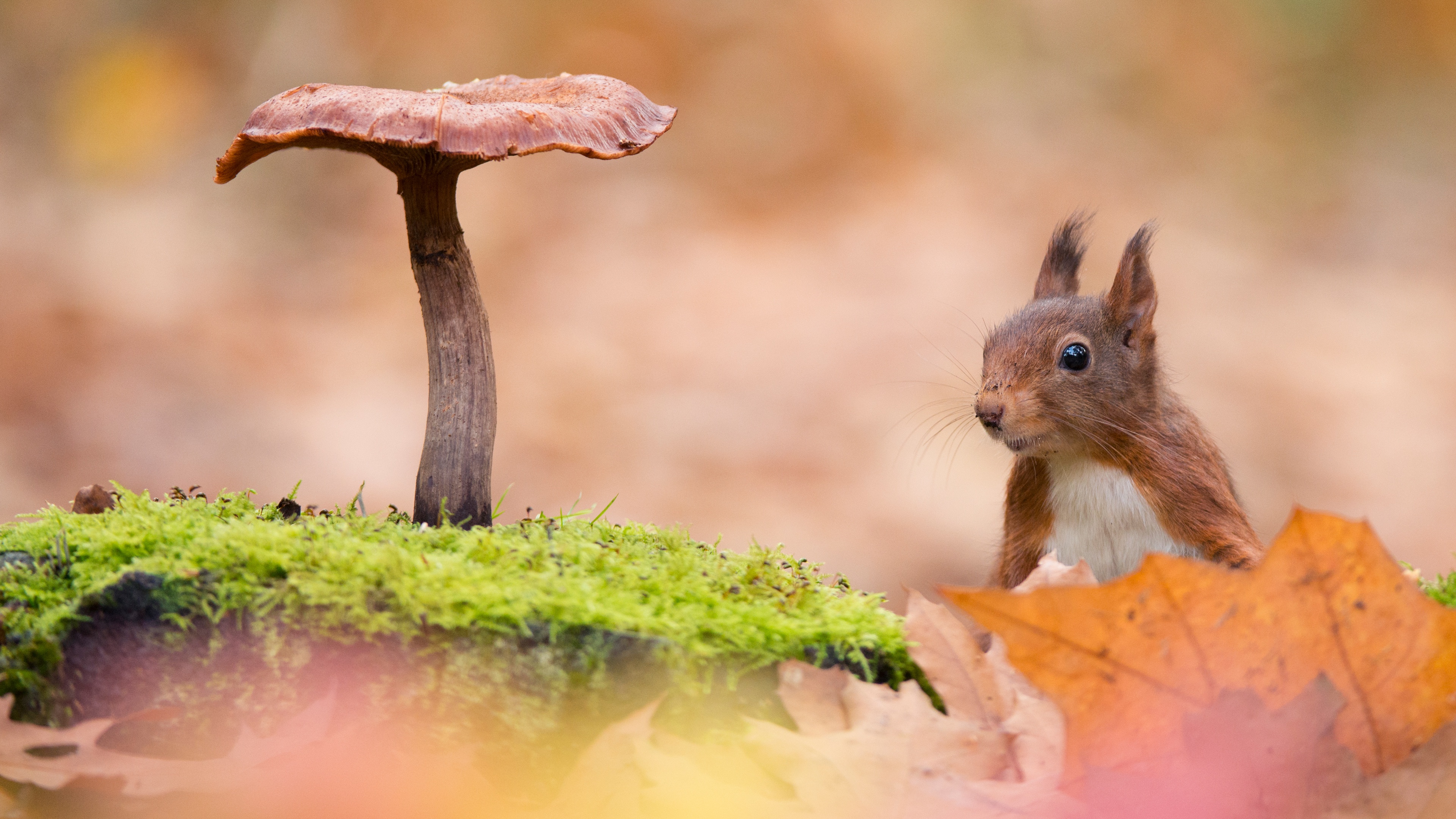 Bing's Stunning Wallpaper of the Day - January 21, 2025