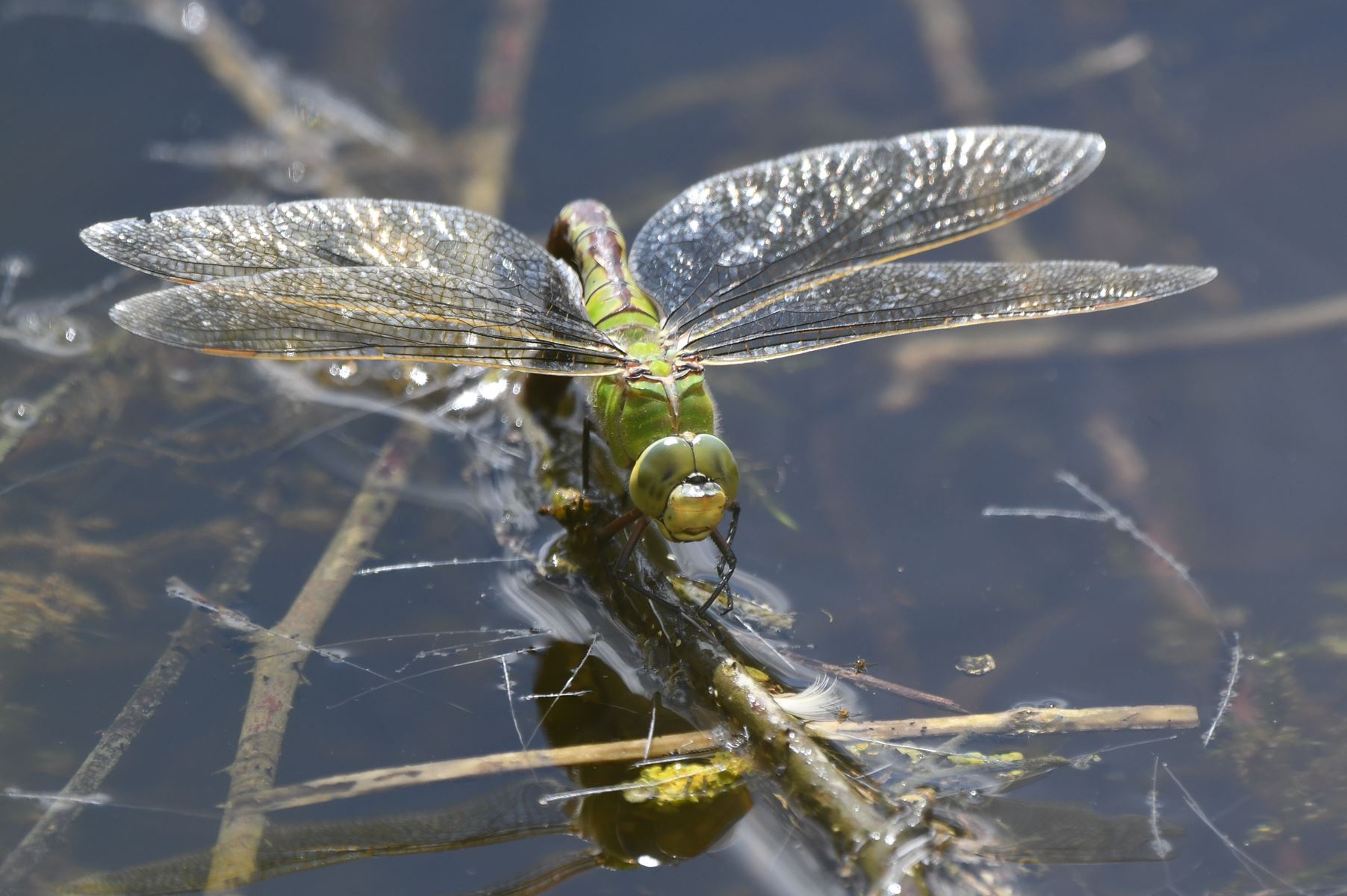 Anax Imperator Female: A Rare Find from Vienne, France