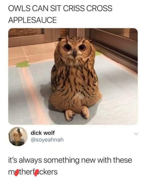 Mastering the Art of Owl Care: A Zen Approach