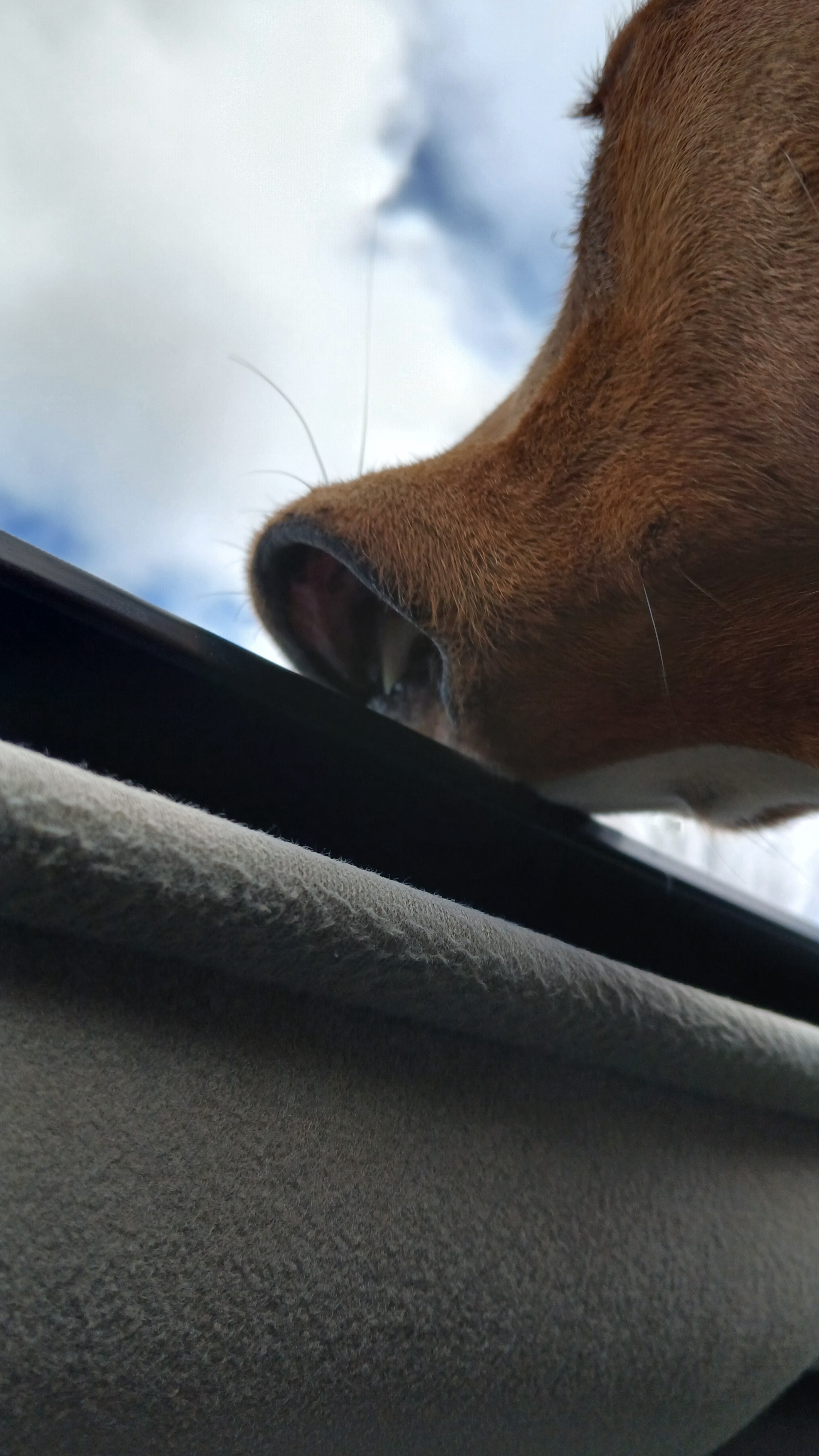 Meet Flappy Mouth, our new rescue dog who adores the sunroof—100% American Foxhound!