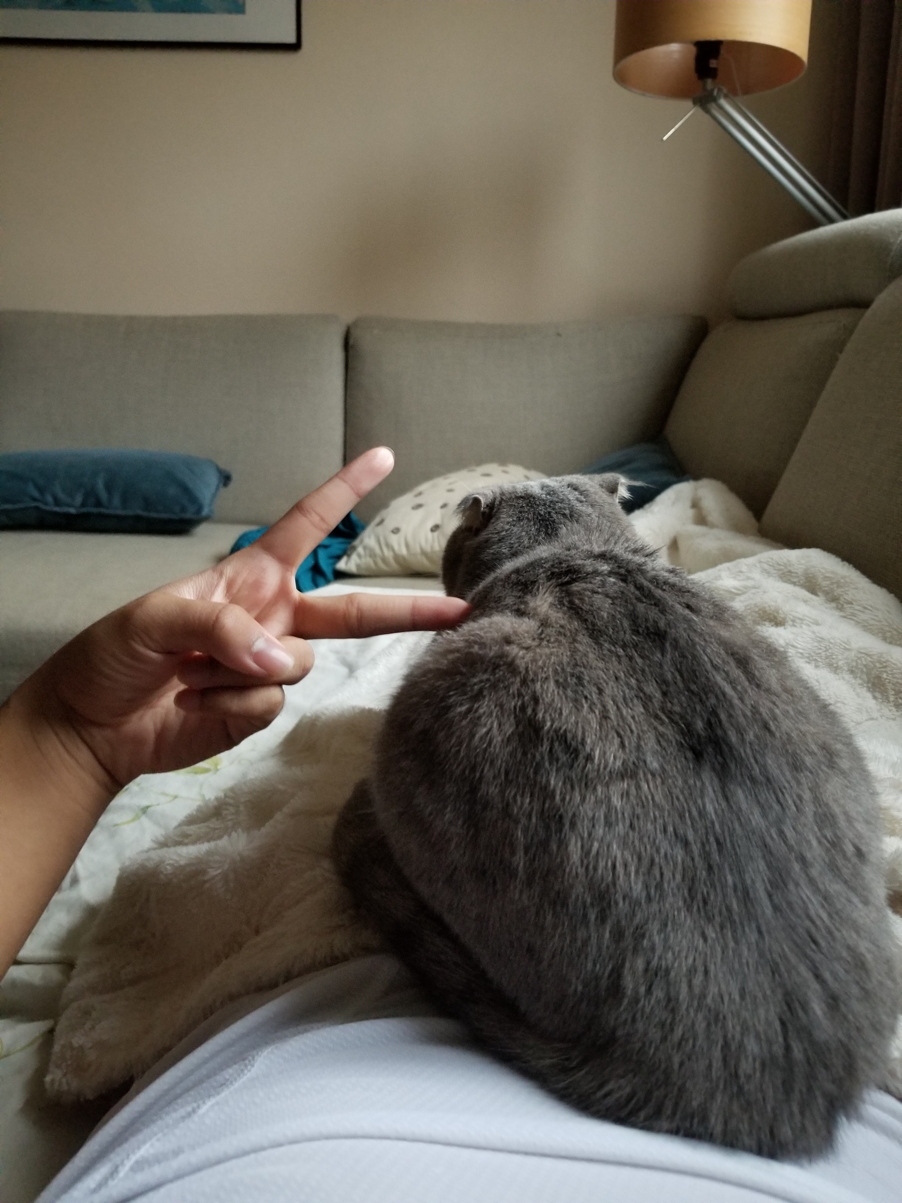 Waking Up to a Surprise: This Grey Cat Made My Morning
