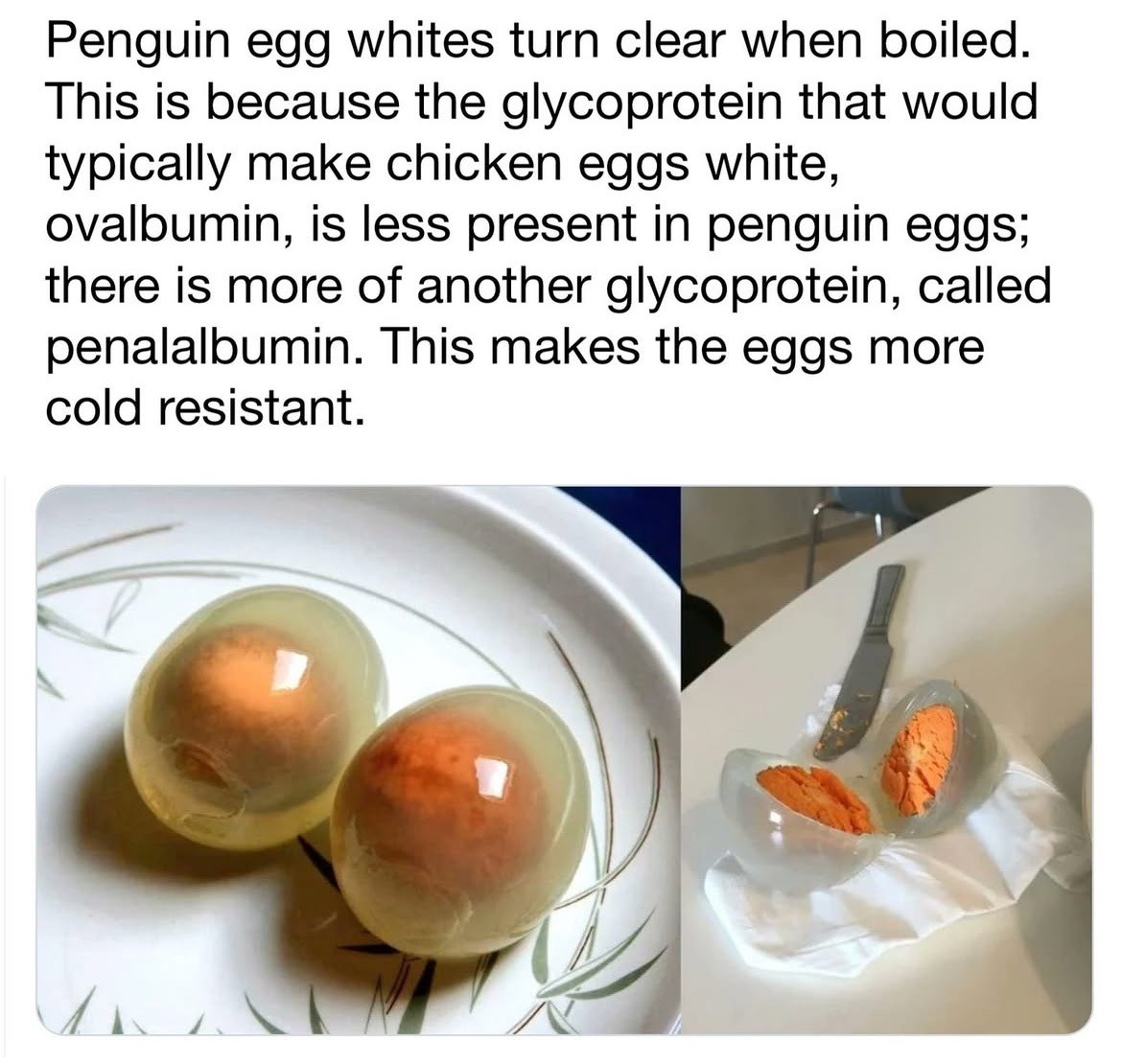 No Thanks, I’ll Skip the Bedeviled Penguin Eggs