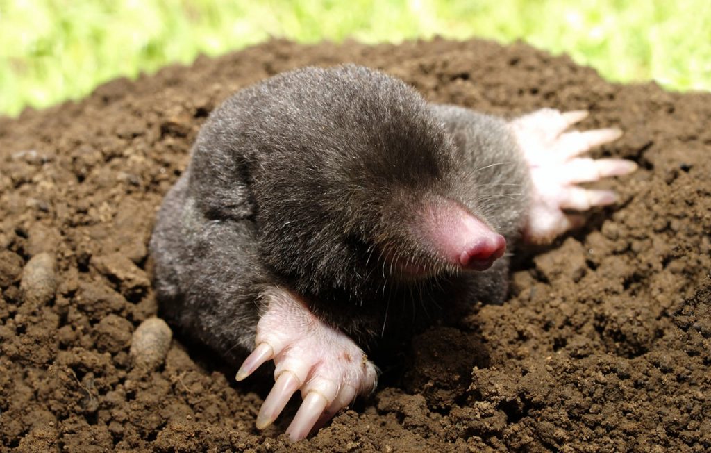 Celebrating Mole Day with Joy!