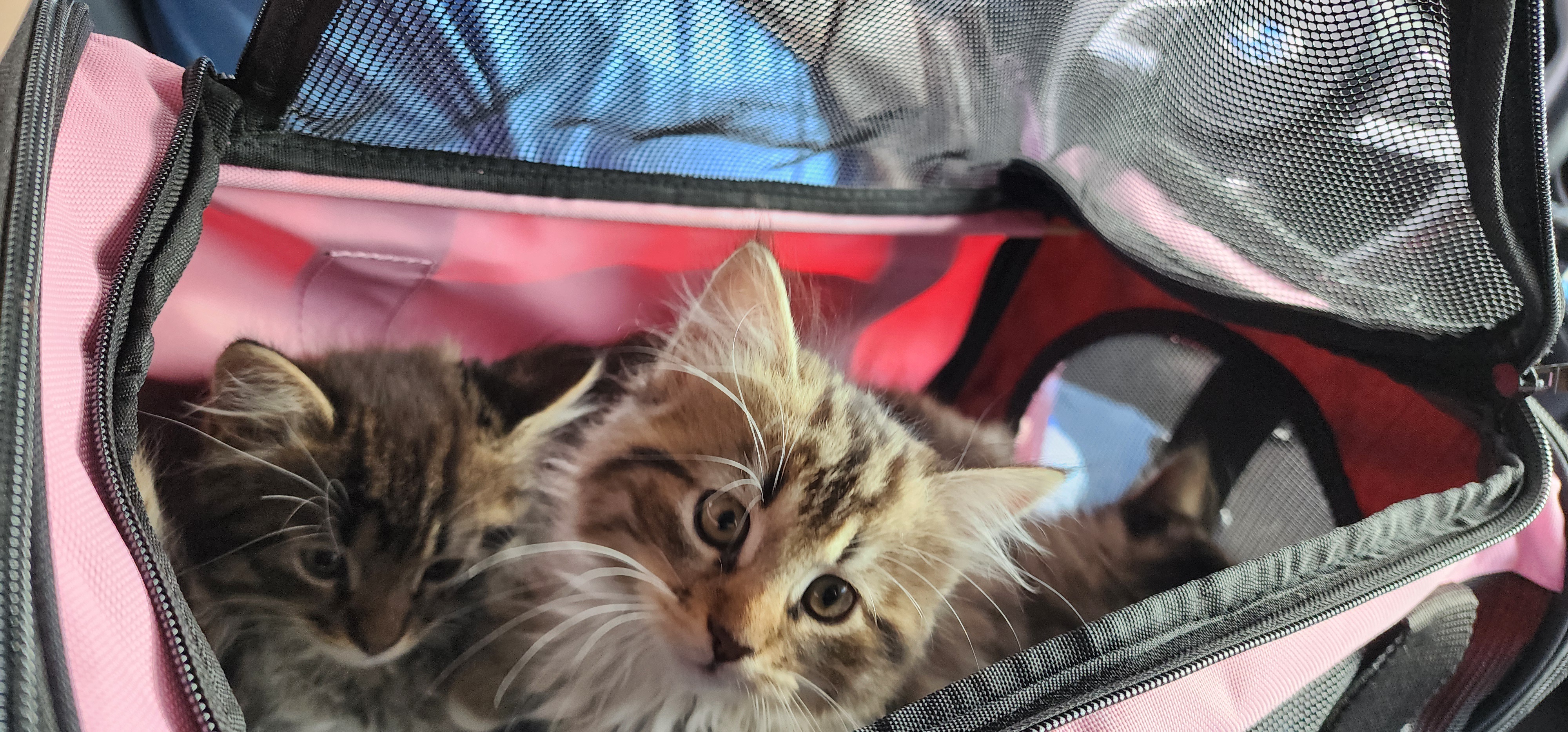 Happy Saturday! Get ready for some adorable kitten content!