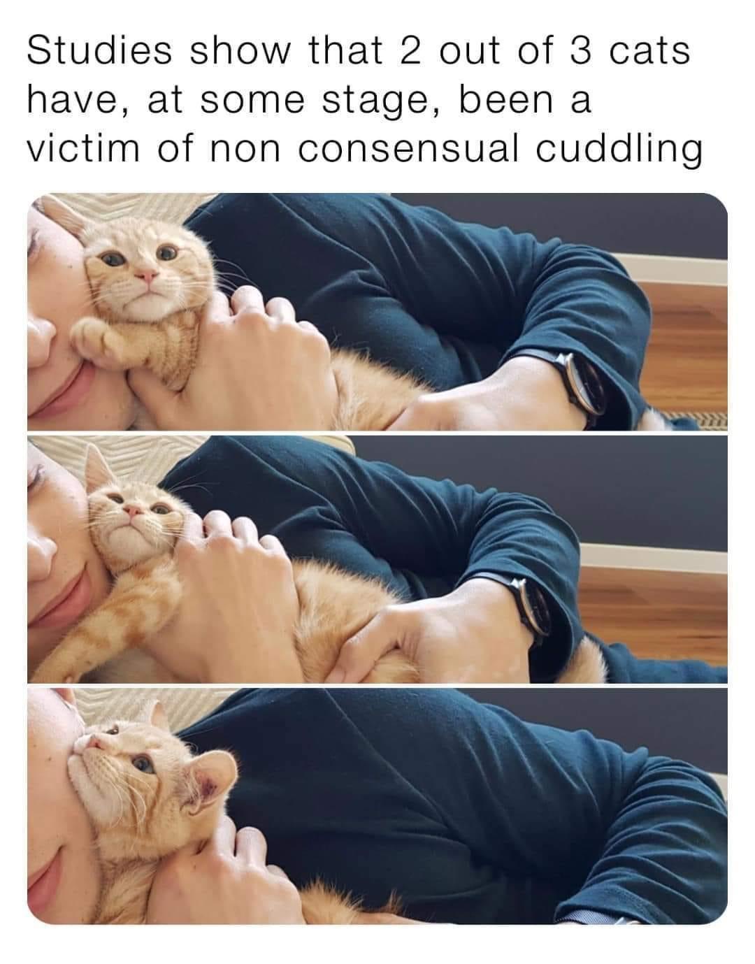 The Fascinating World of Cats