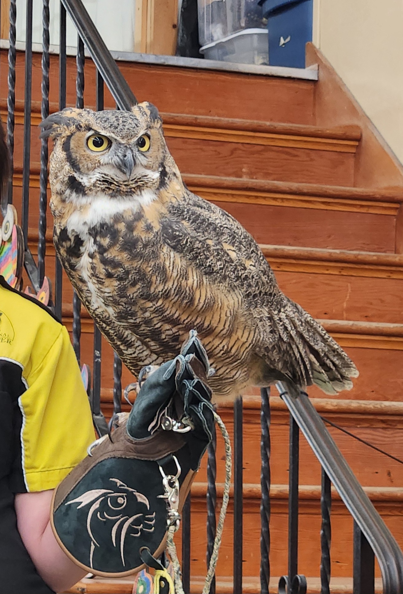 Meet Ruby: The Majestic Great Horned Owl