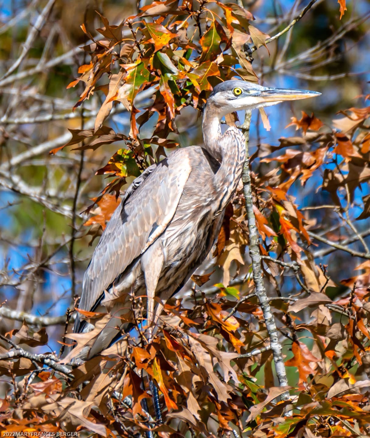 Majestic Heron: Nature's Elegant Fisher