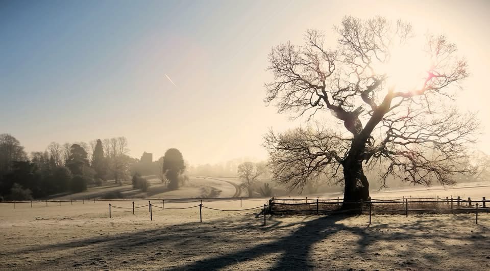 The Warm Embrace of Morning Sunlight