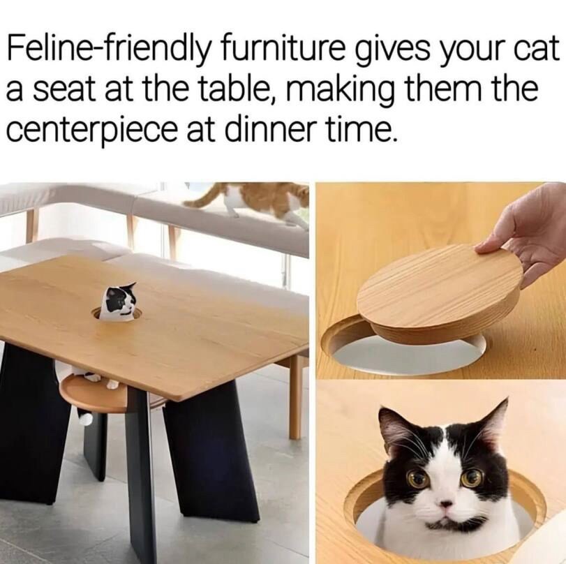 A special shoutout to all the cat lovers out there!