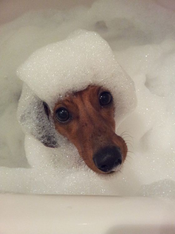The Joy of Bubbles: A Celebration of Simple Pleasures
