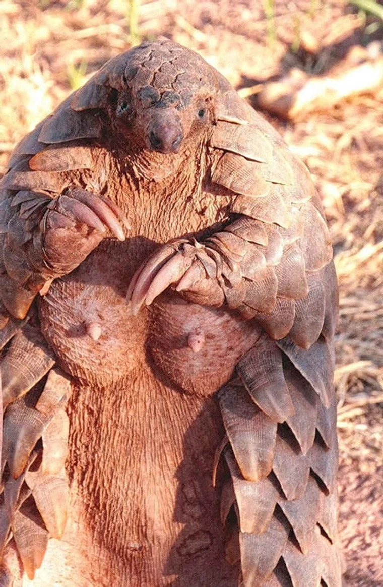 Attractive Pinecones: Right in Your Neighborhood!