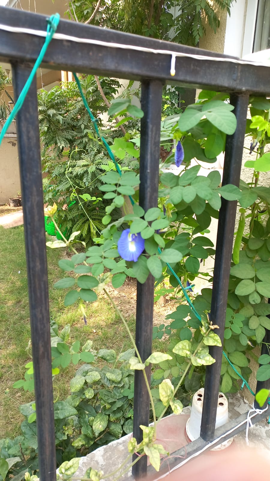 The Beautiful Cletroia Ternatea (Butterfly Pea) Flourishing in Our Garden