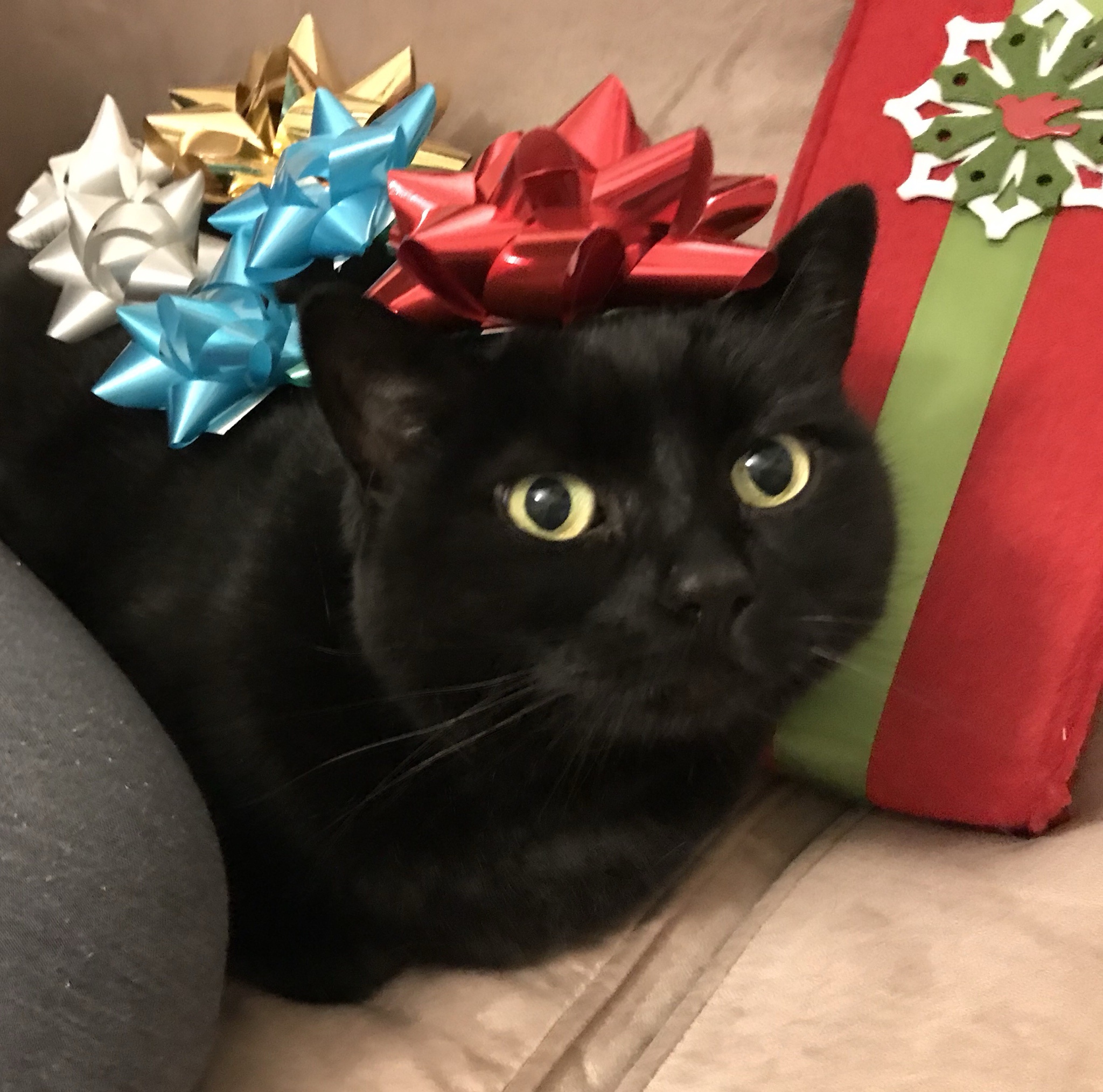 Sending Warm Christmas Wishes from Victoria!