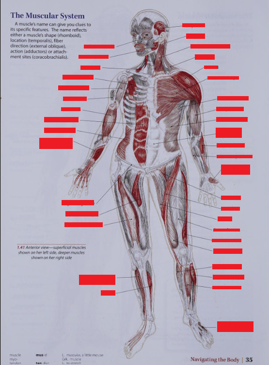 Mastering Advanced Anterior Anatomy