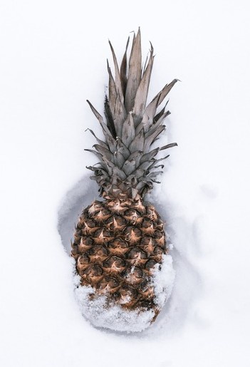 Behold the majestic Tropical Pinecone!