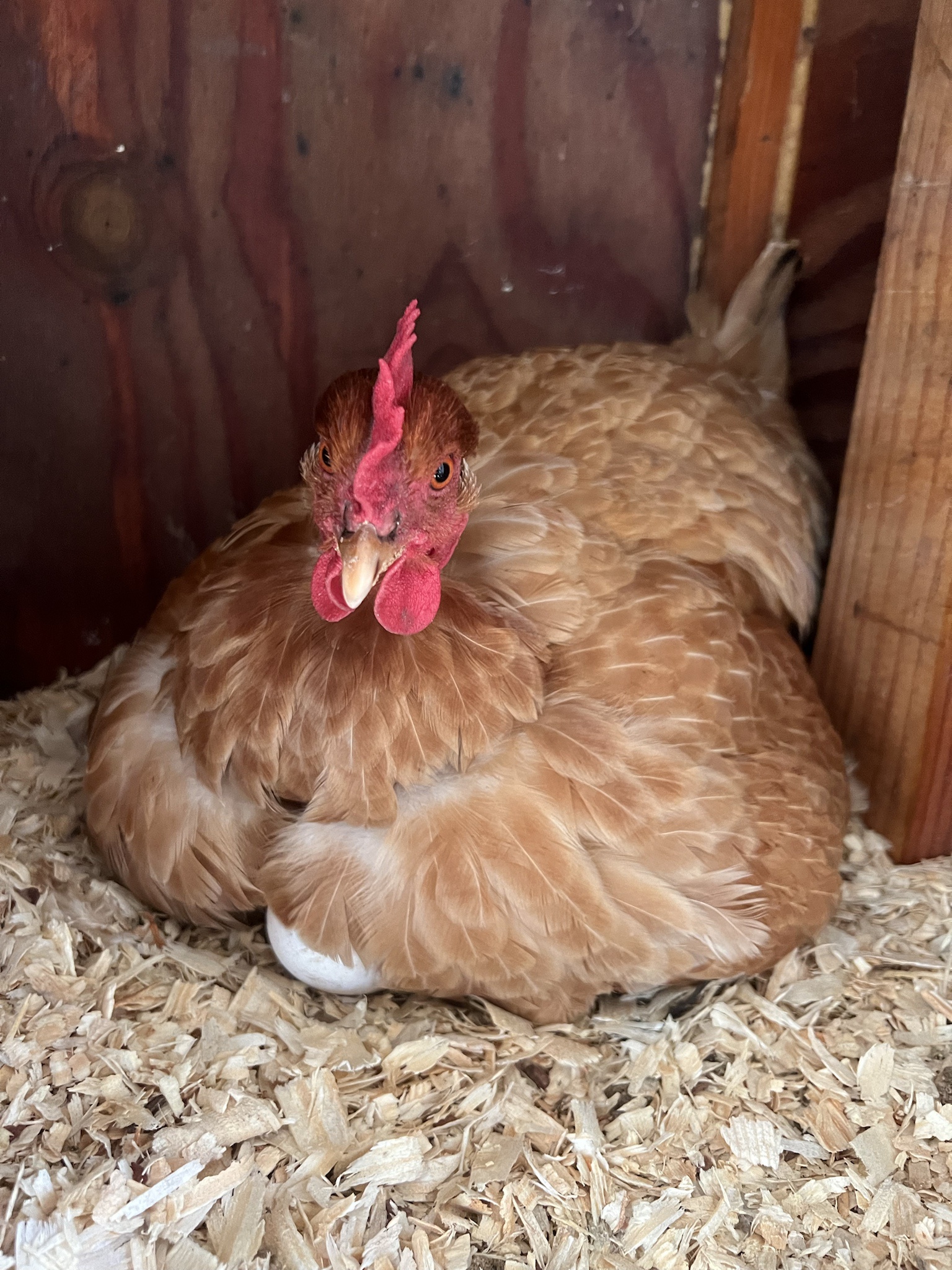 Lucy is feeling quite broody today.