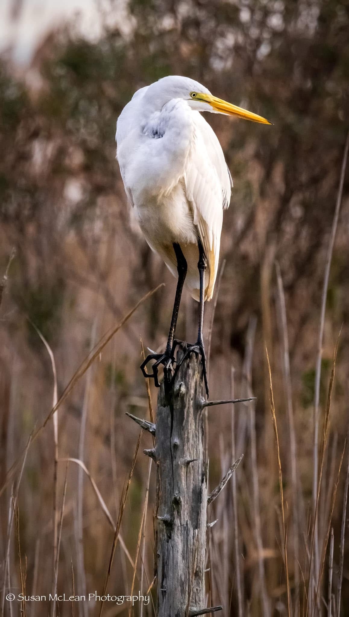 Majestic Egret in Its Natural Habitat
