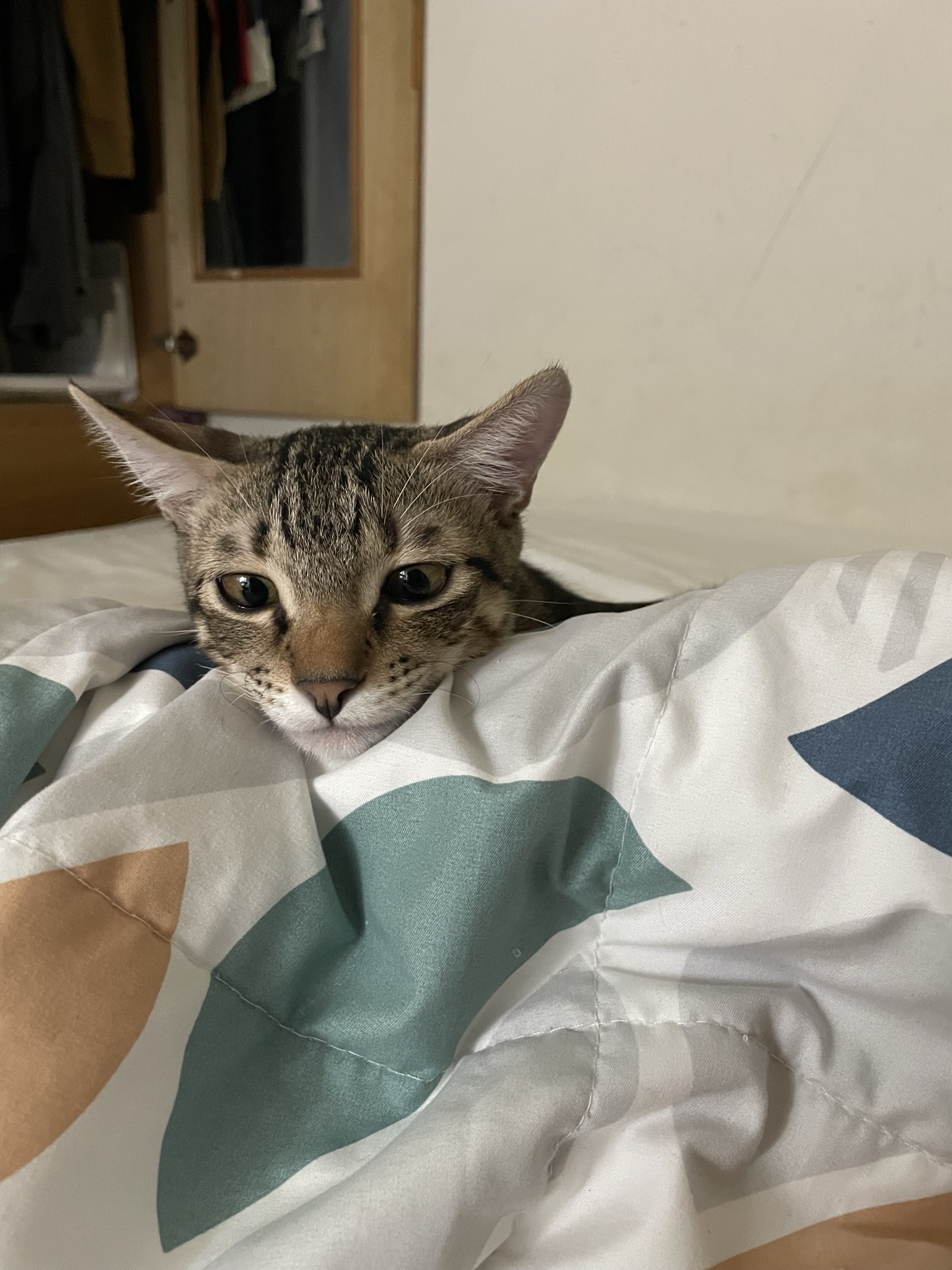 Curious Cat Caught in the Act