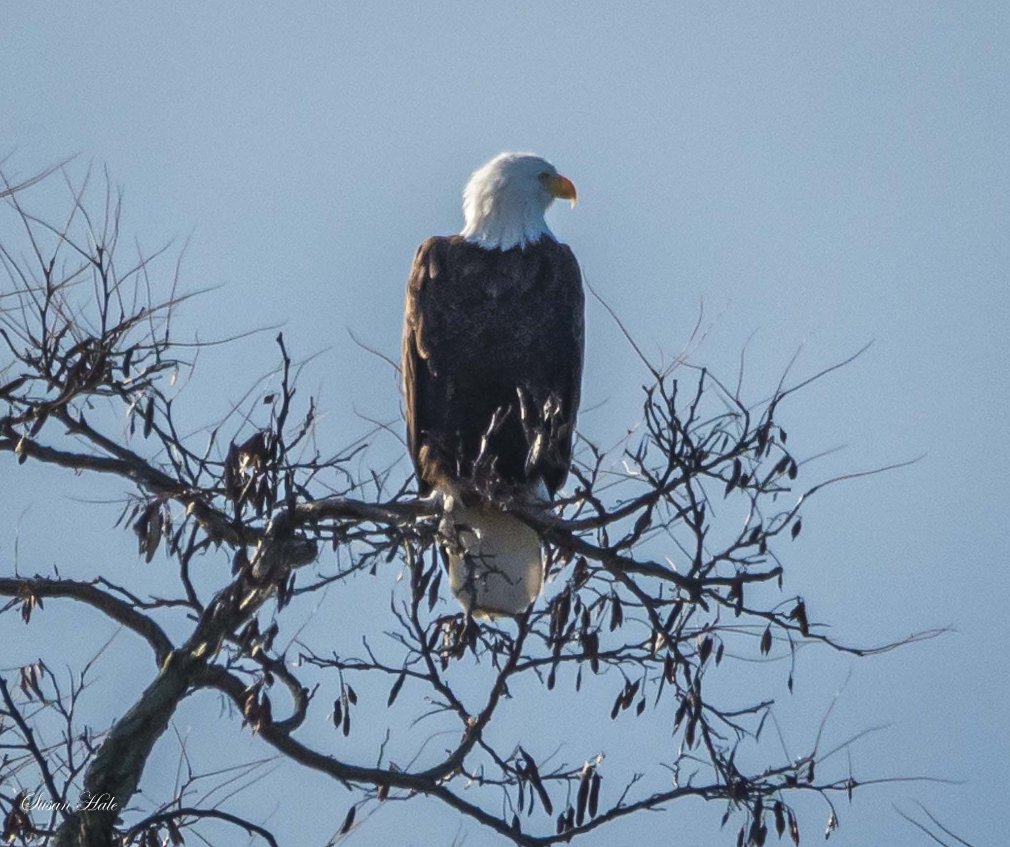 The Majestic Eagle in All Its Glory