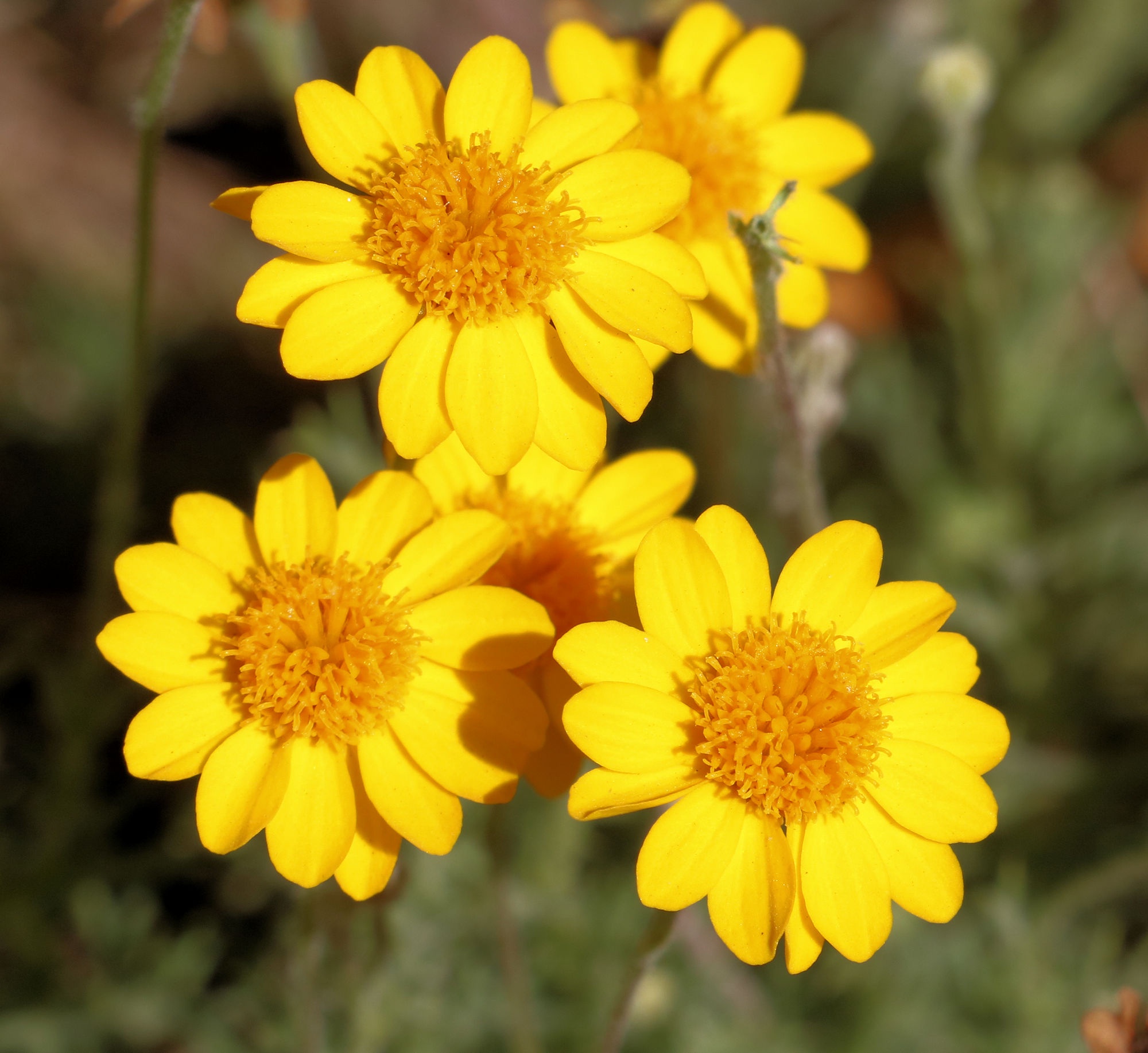 Stunning Blooms at Desert Breeze Park