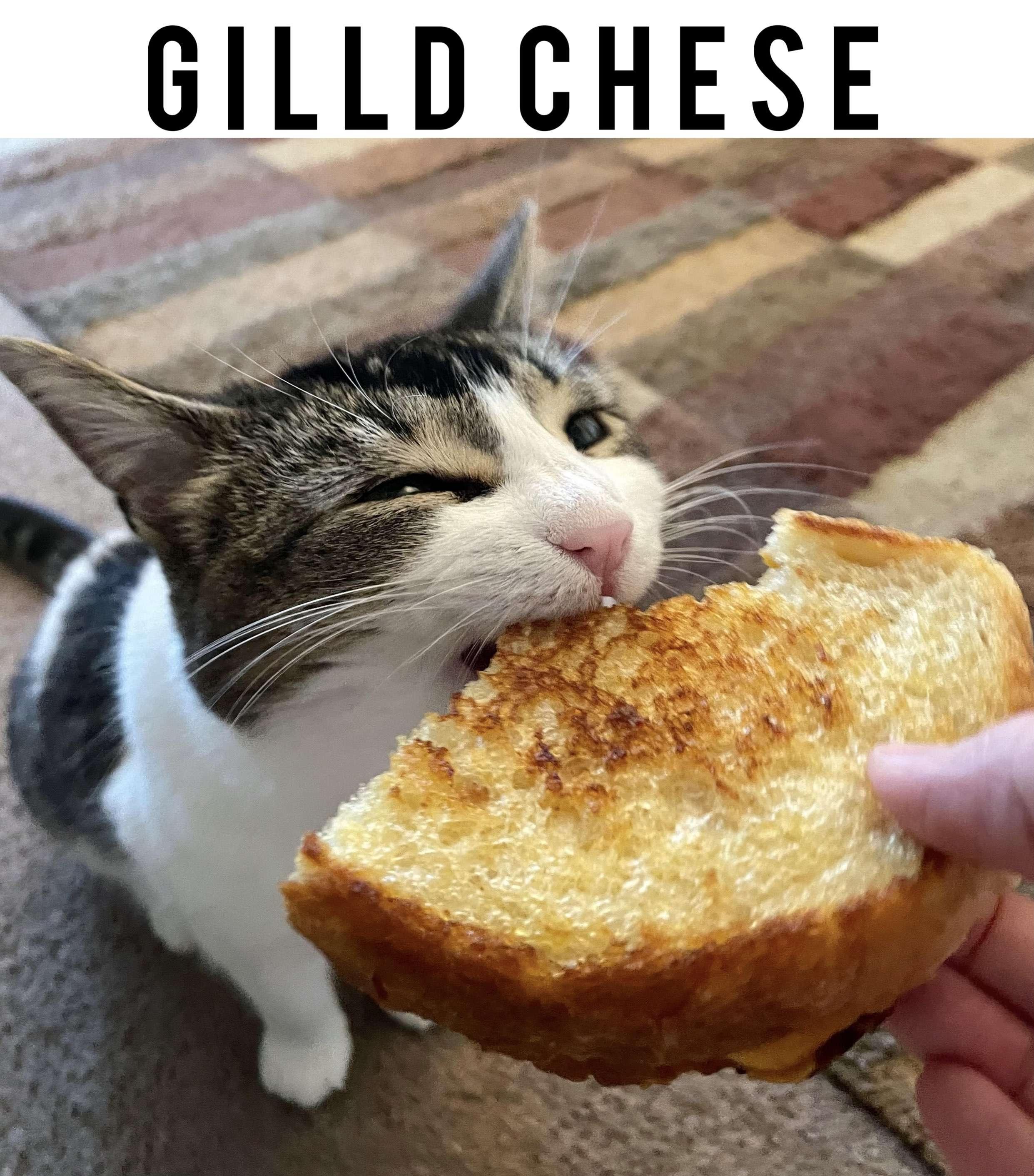 Cat Chronicles Part 2