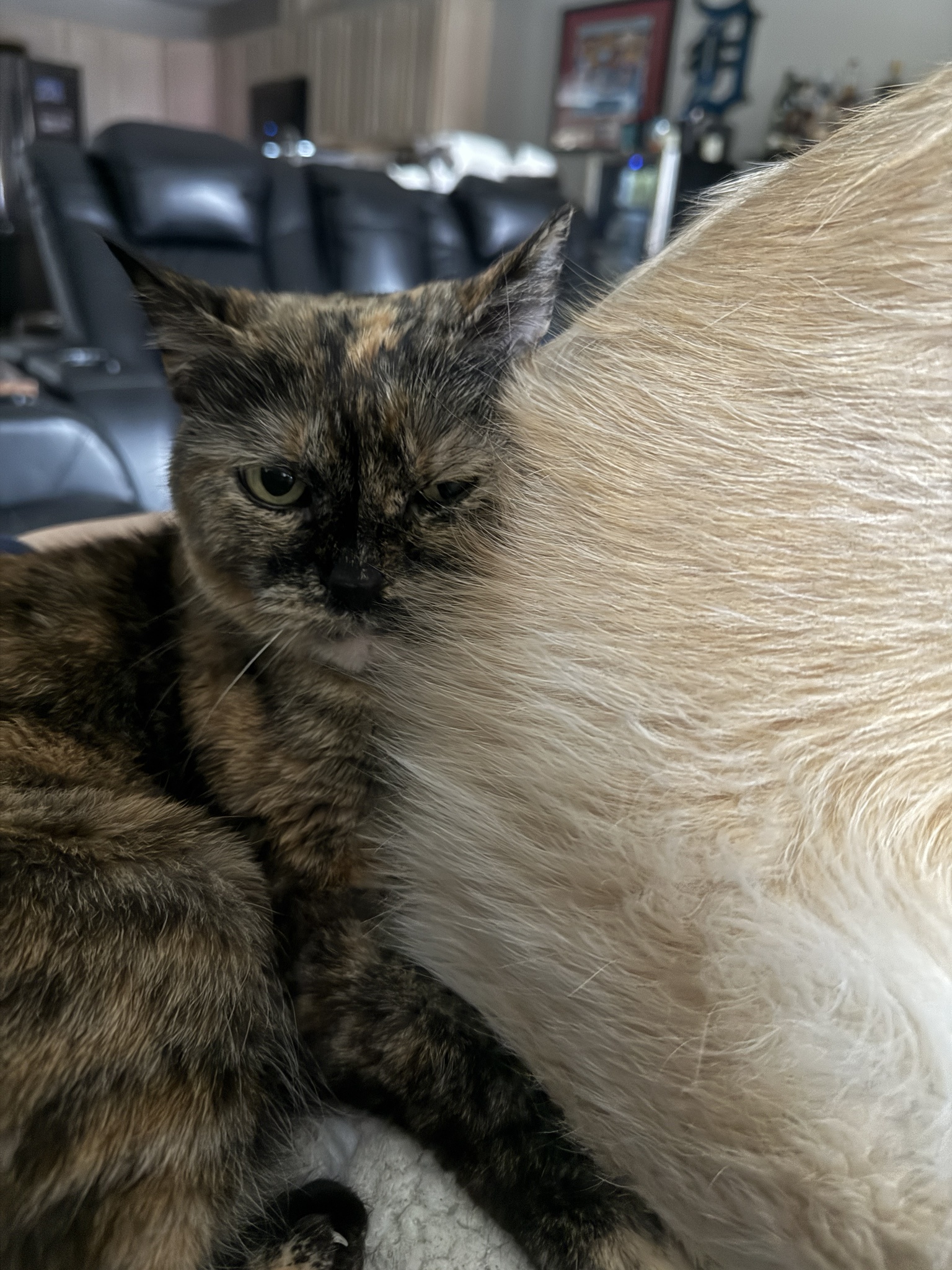 Captured this moment just before the mood shifted—loving the lighting! Happy Caturday!