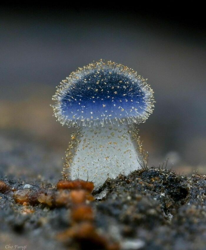 Exploring Mycena Subcyanocephala
