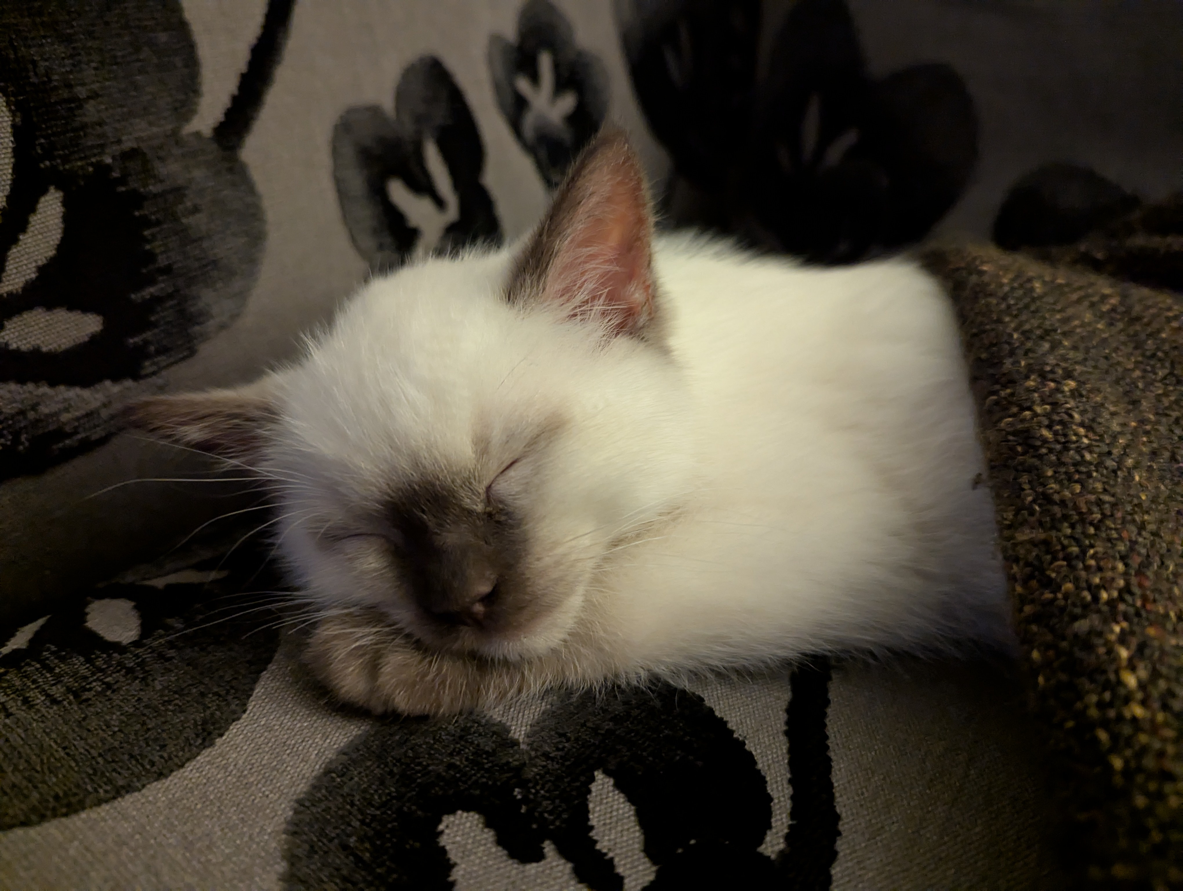 Say hello to the charming Oreo