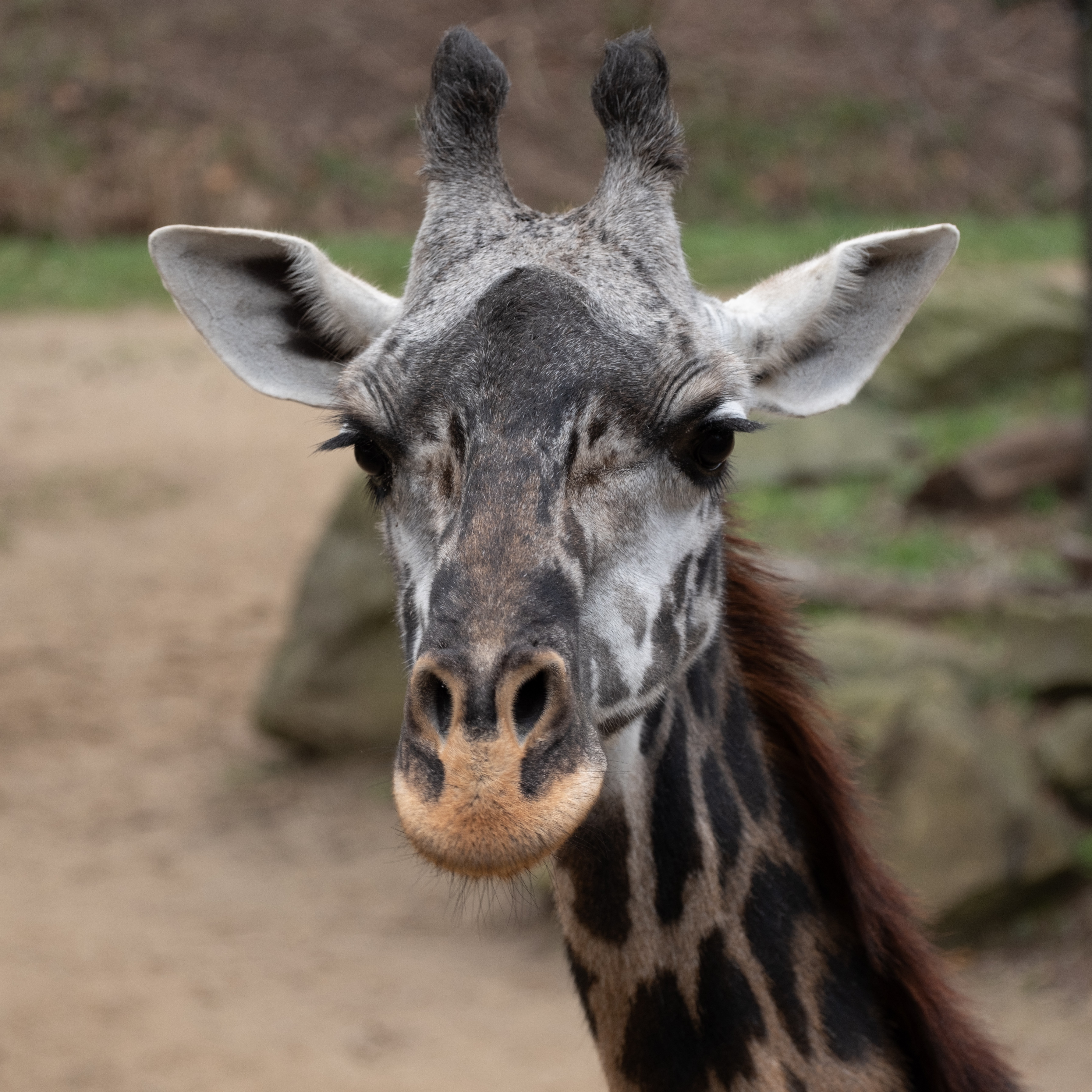 Meet the majestic giraffes at the Cincinnati Zoo