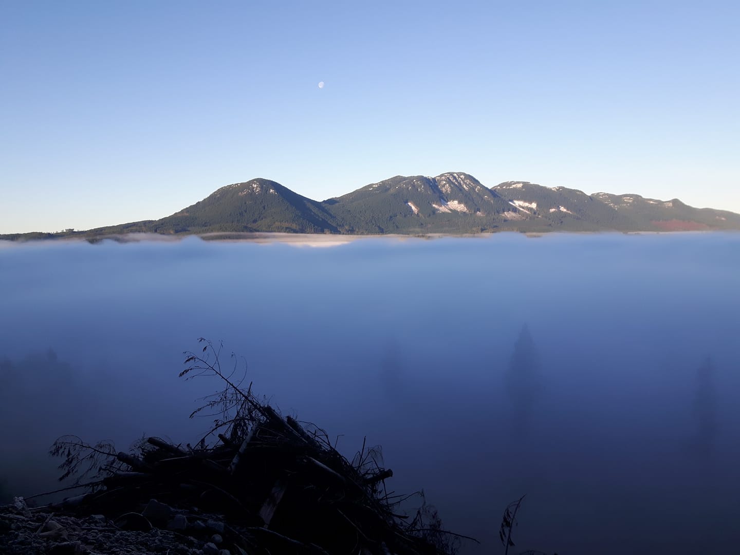 Mystical Trees Shrouded in Fog: Nature's Enchantment