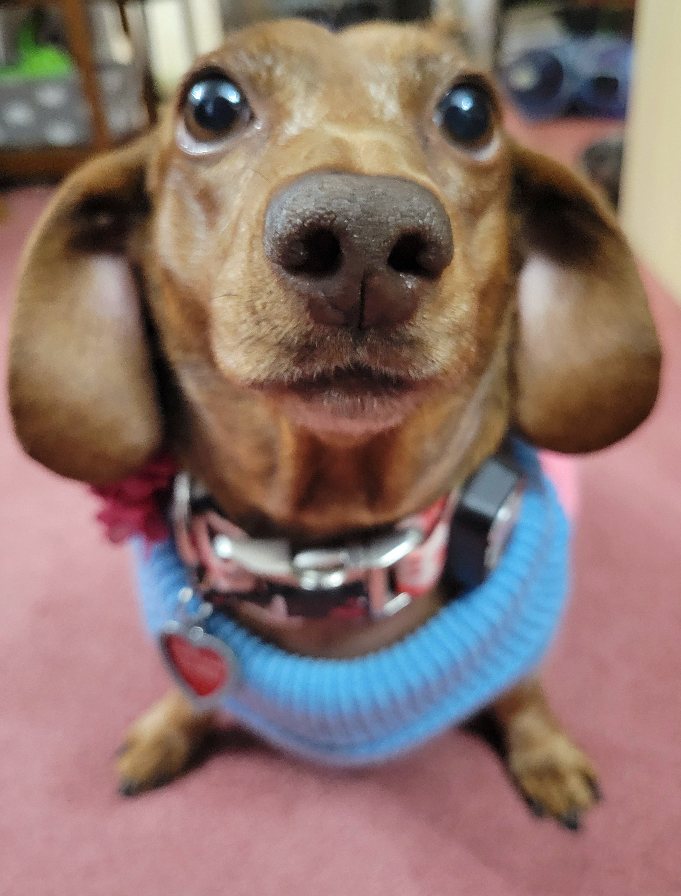 Meet My Pup Tiger Lilly: A Snapshot of Cuteness #683