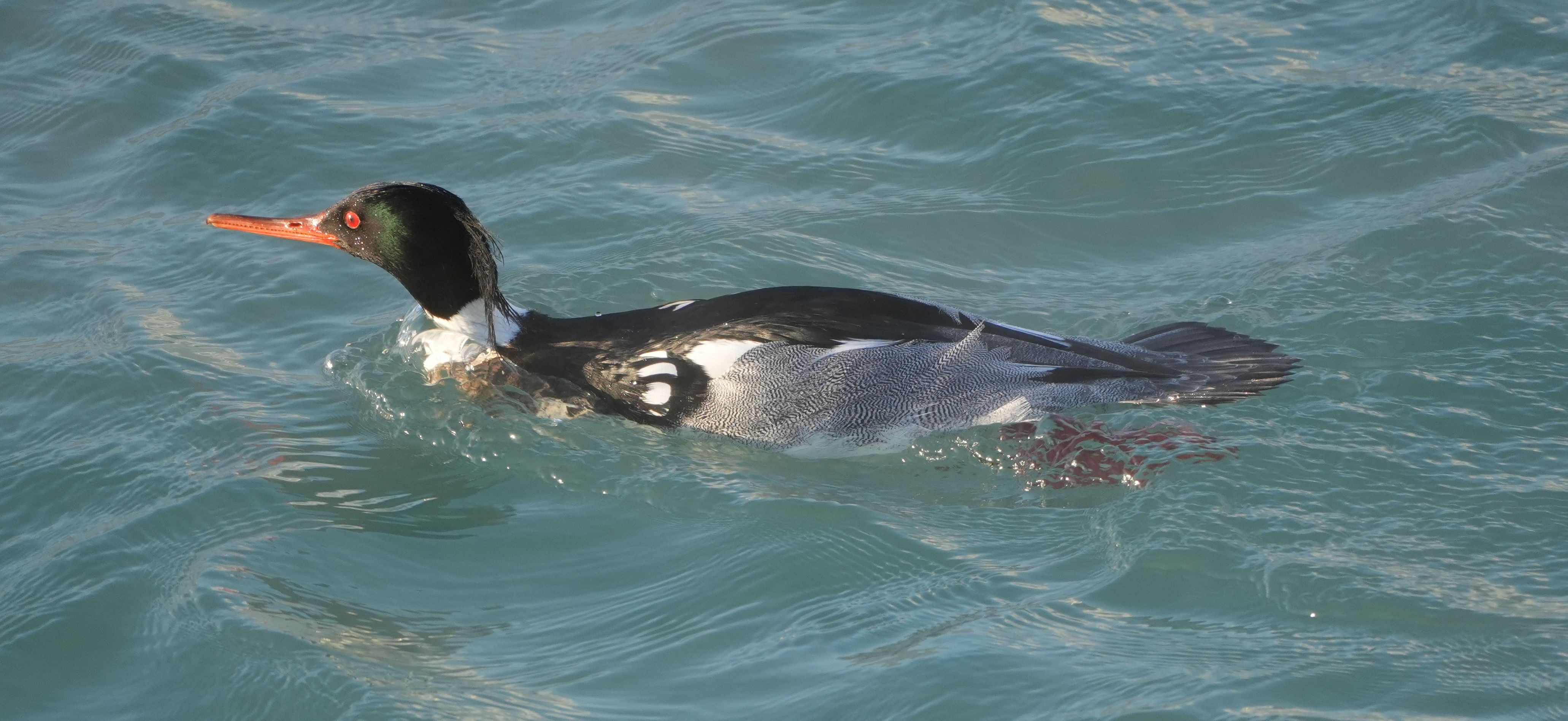 Meet the Red-breasted Merganser: Nature's Elegant Diver