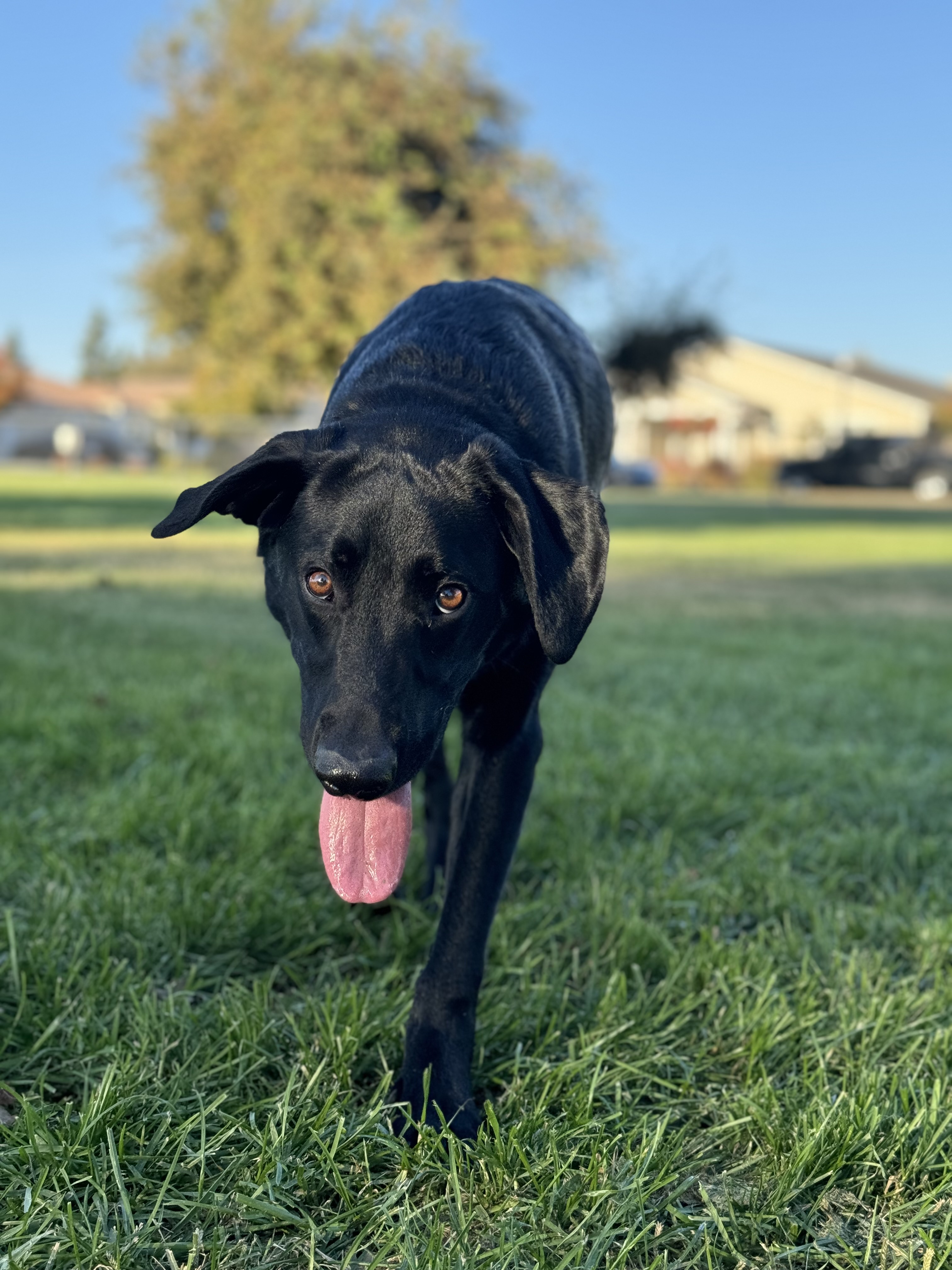 Adorable doggo alert!