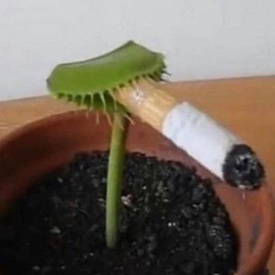 Venus Flytrap: The Cosmic Agent of the Stars